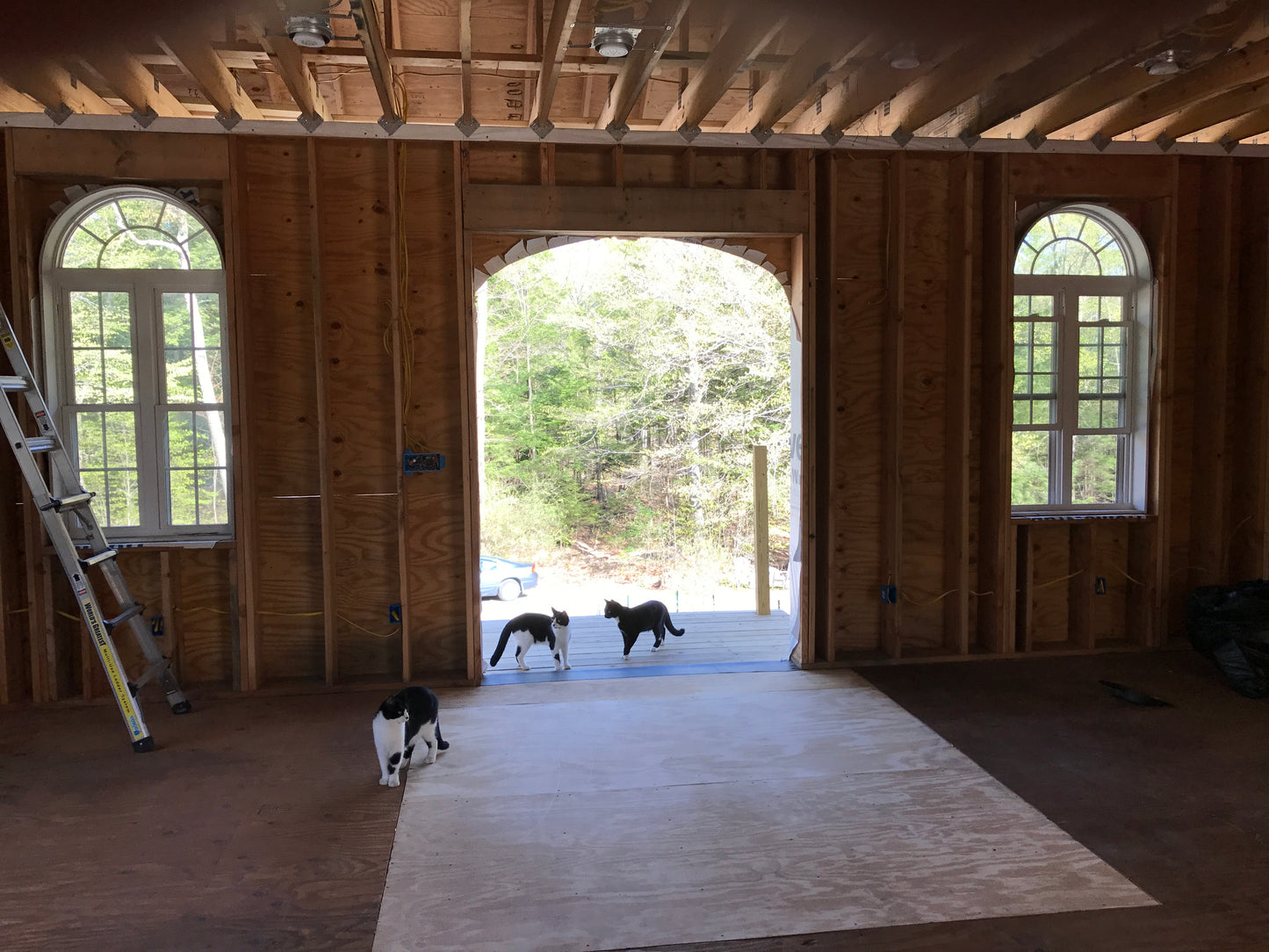 Three cats  are always ready to help in a room under construction with wooden walls and large windows.