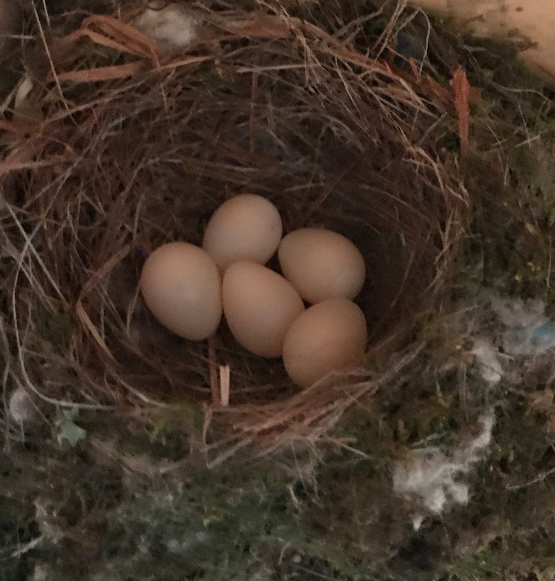 Nest with eggs on a textured surface