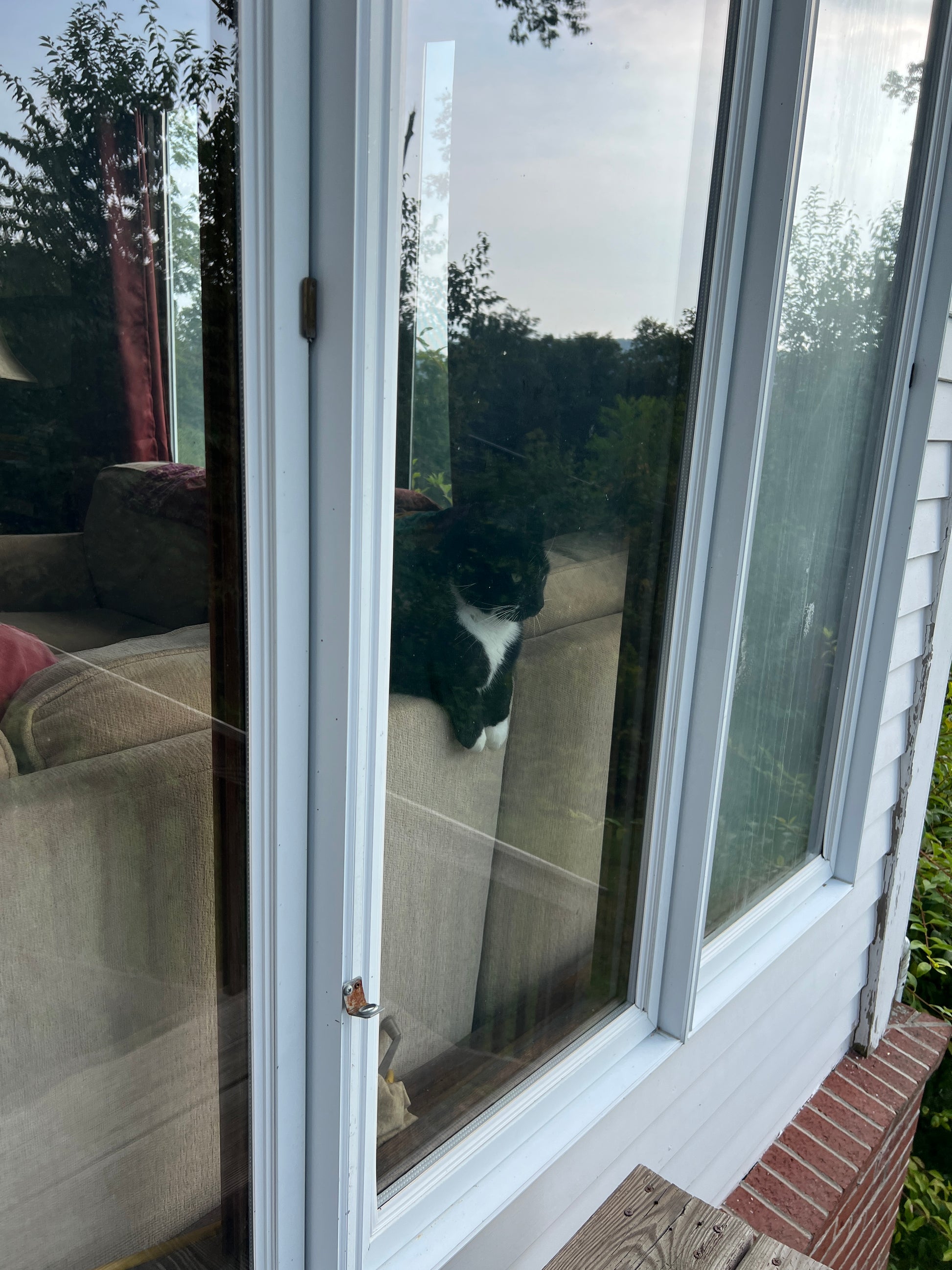 Window with a cat's reflection on a glass pane