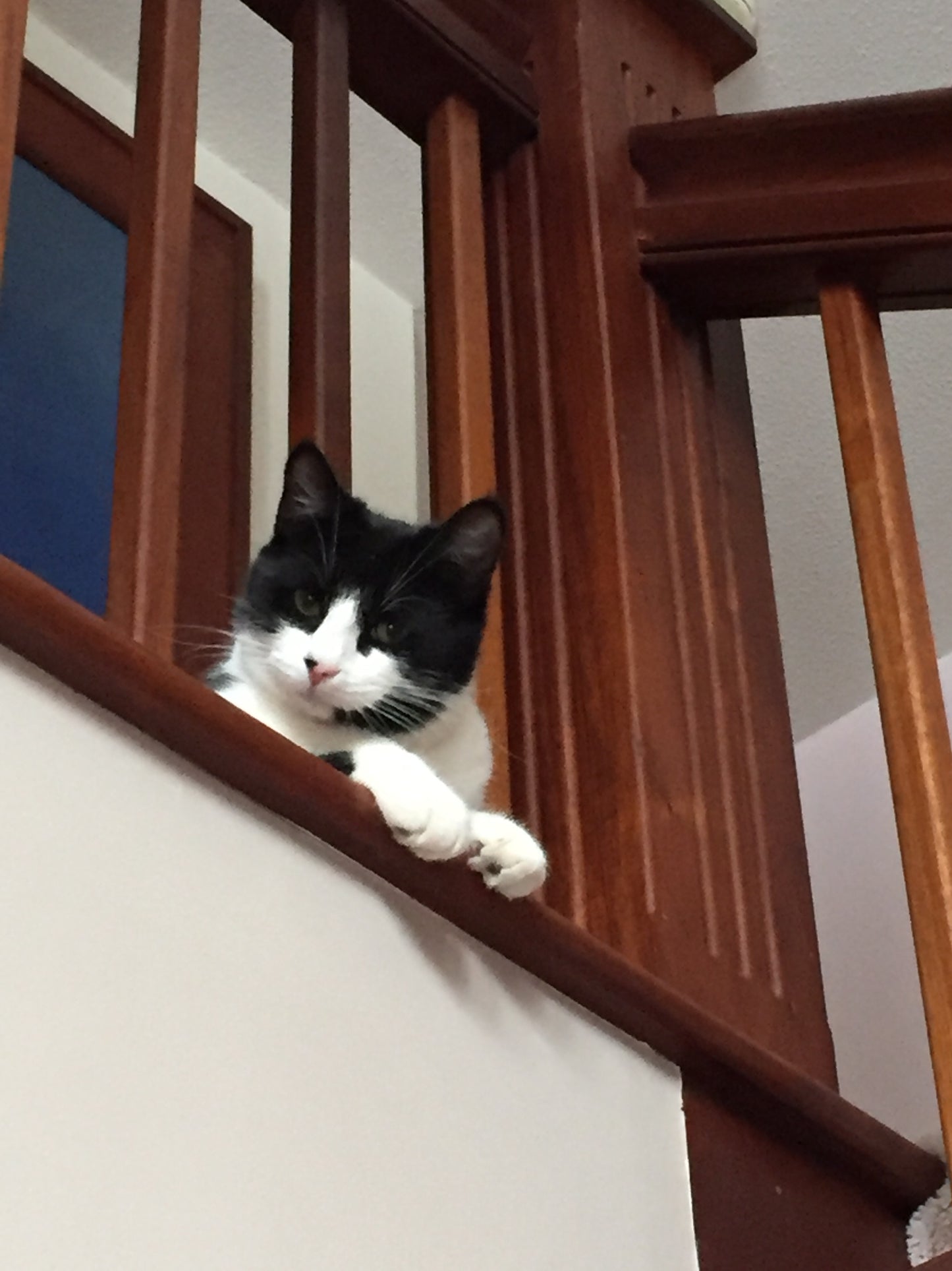 Cat peeking over a wooden staircase