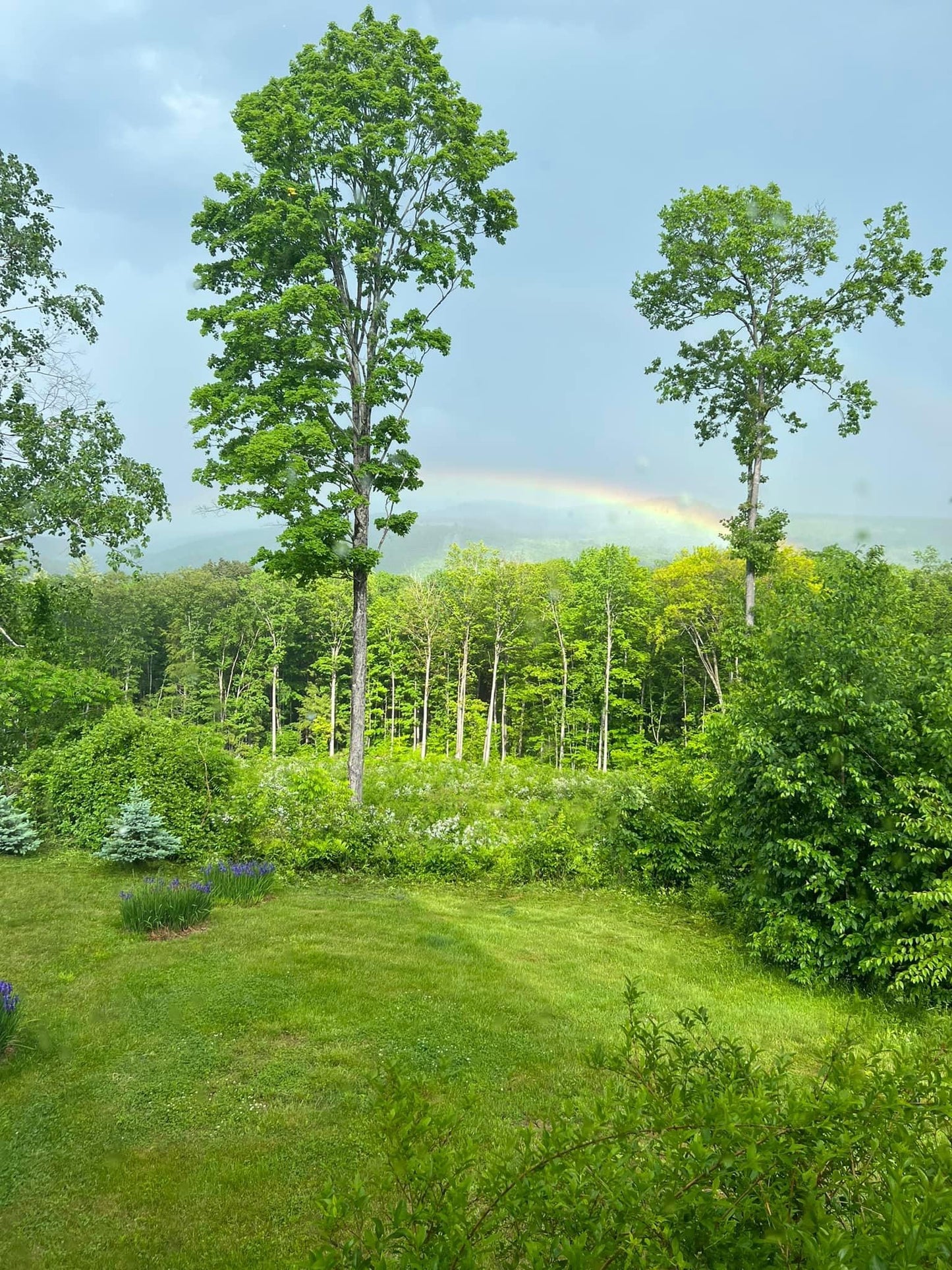 Lush green forest with a rainbow in the distance
