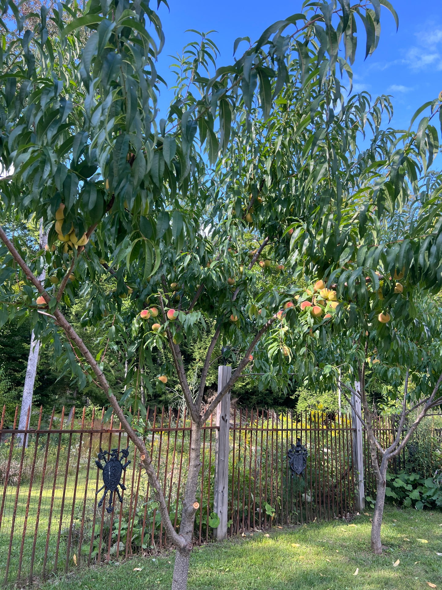 Tree with fruits in an orchard setting Uphill Terrain at the Nature View NH Estate