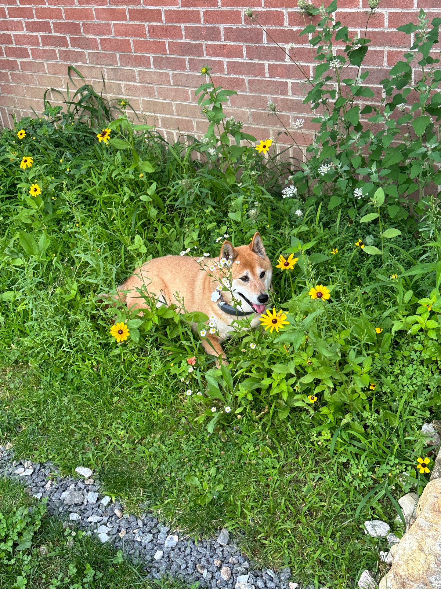 Sheba Inu dog lying in grass with yellow flowers and a brick path in the background