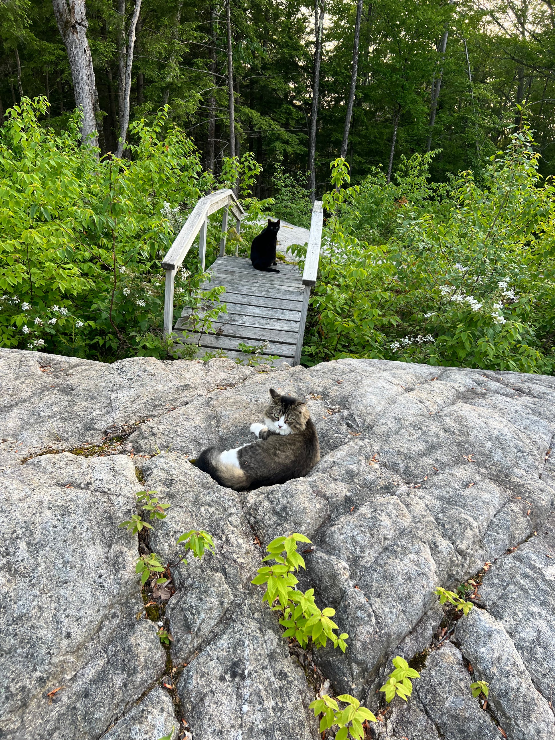 Two cats on a rocky outcrop with a wooden platform and trees in the background