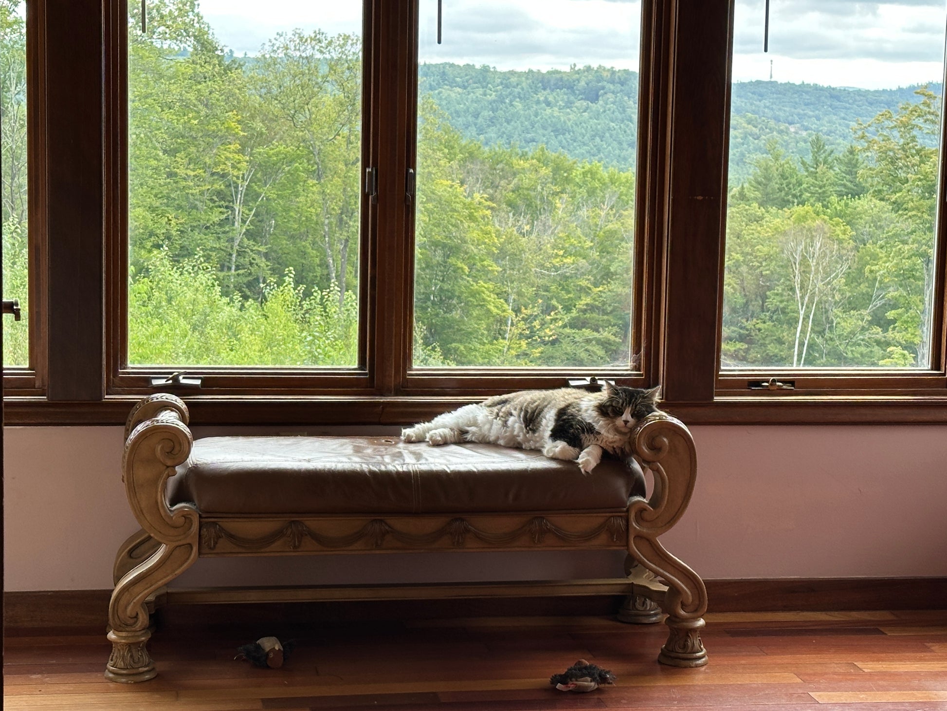 Cat lying on a decorative bench with large windows showing a forest view.
