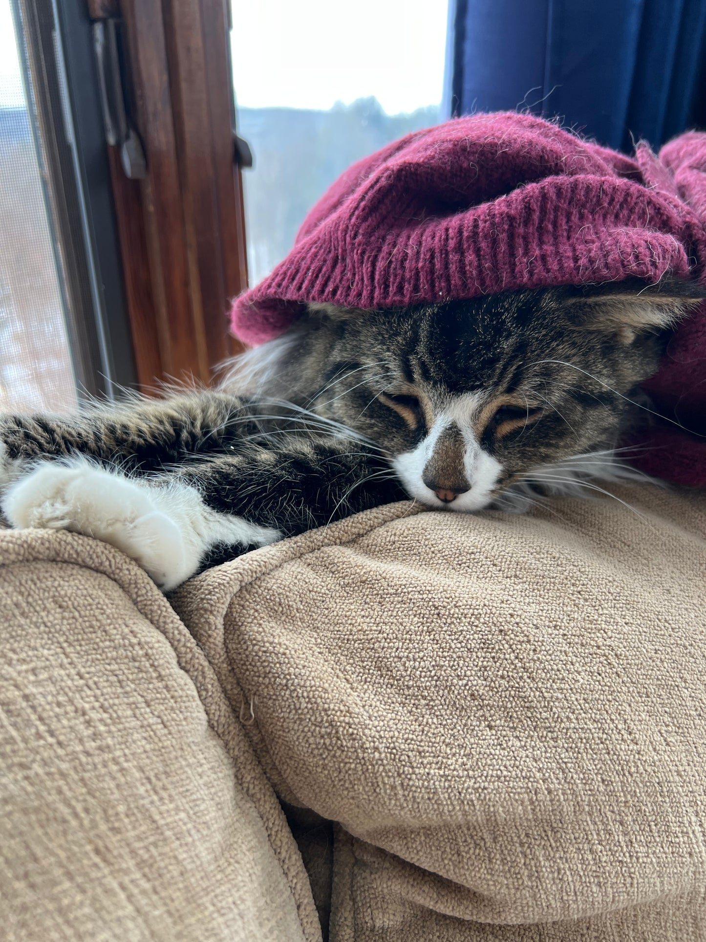 Cat lying on a person's lap with a pink beanie on its head, indoors.
