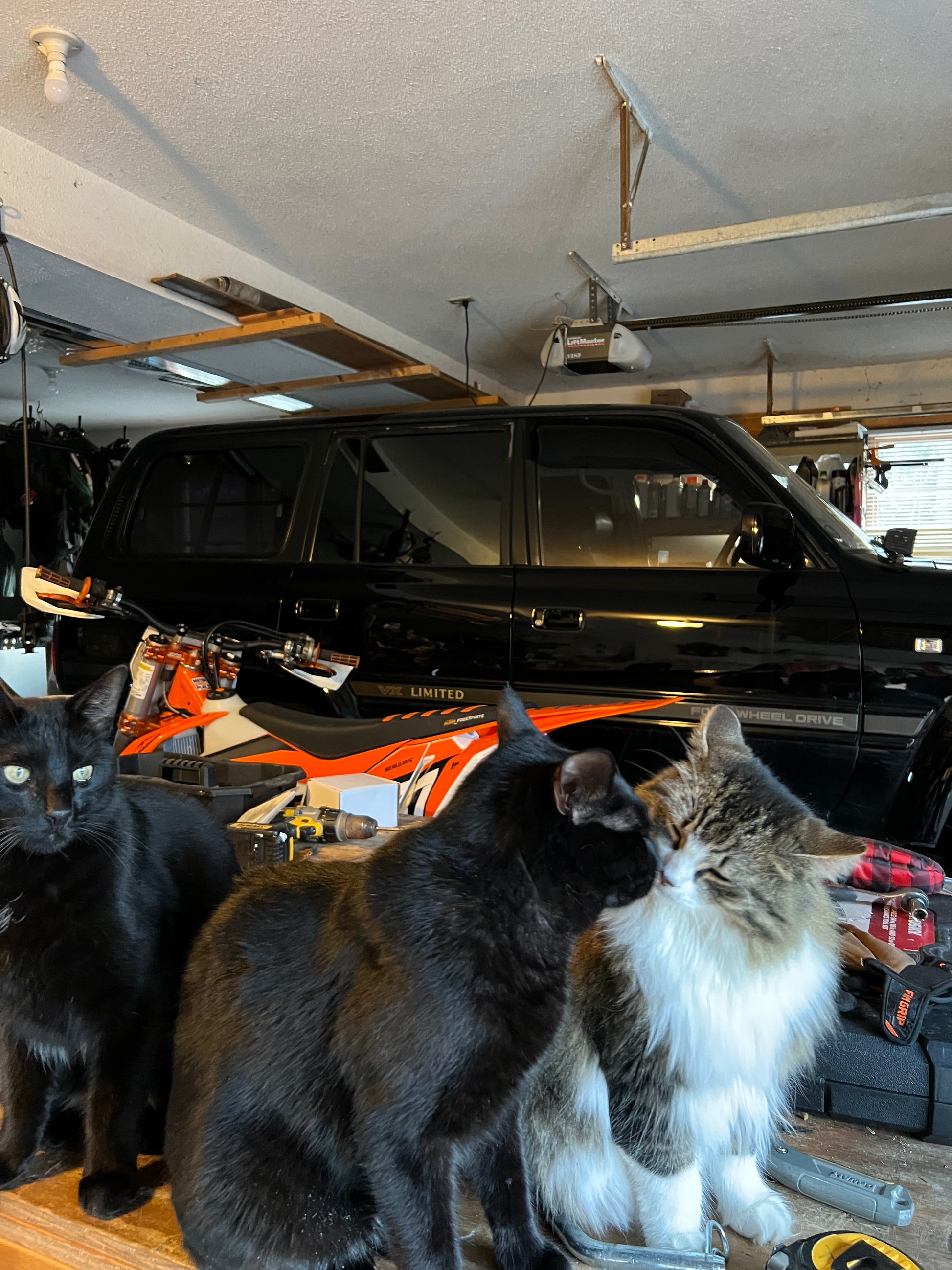 Three cats sitting in a garage with a black Toyota  Land Cruiser  and a Ktm xcf  dirt bike  in the background.
