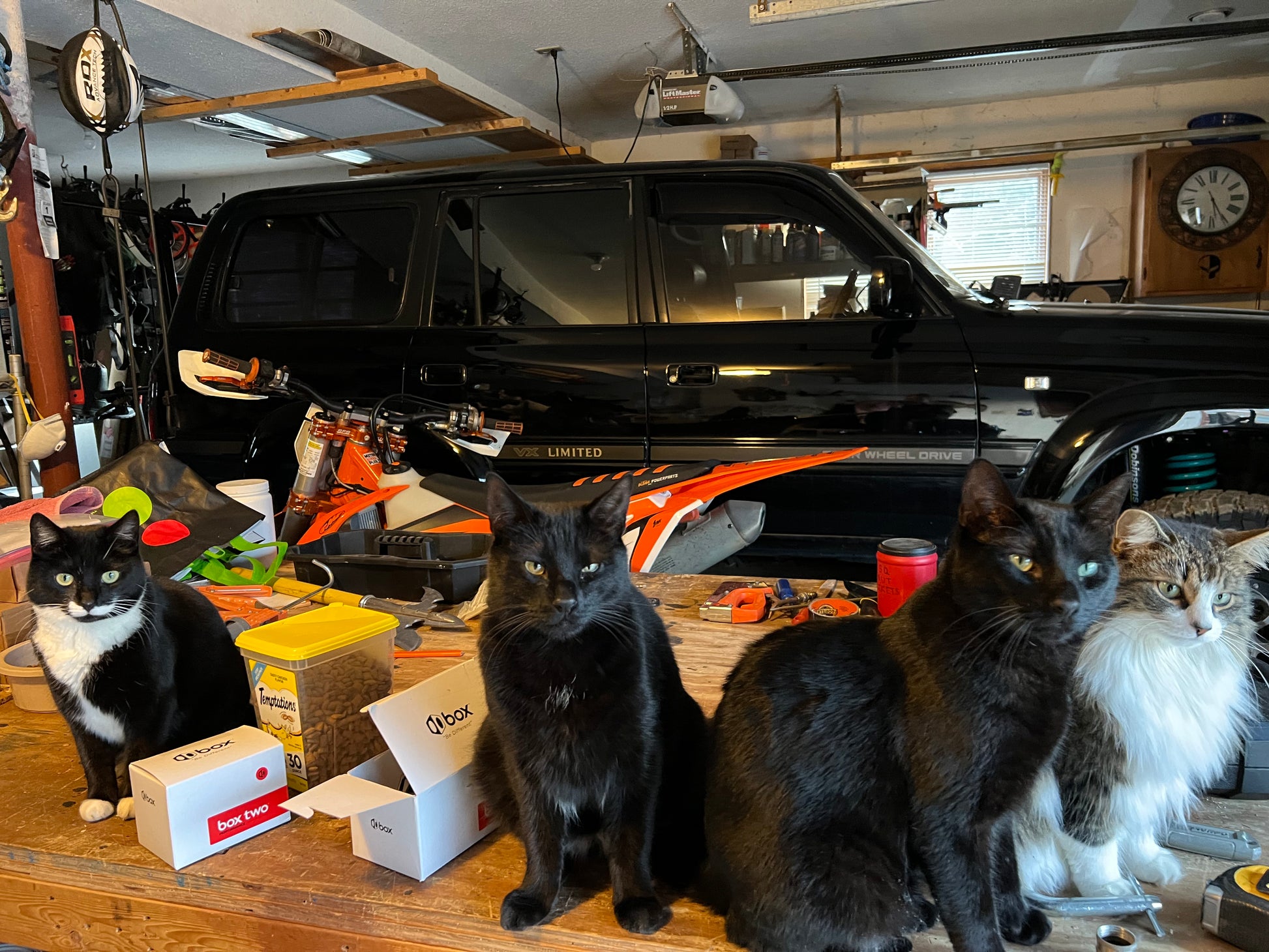 Four cats on a workbench in a garage with a Toyota Land Cruiser right hand drive diesel  tools and equipment around