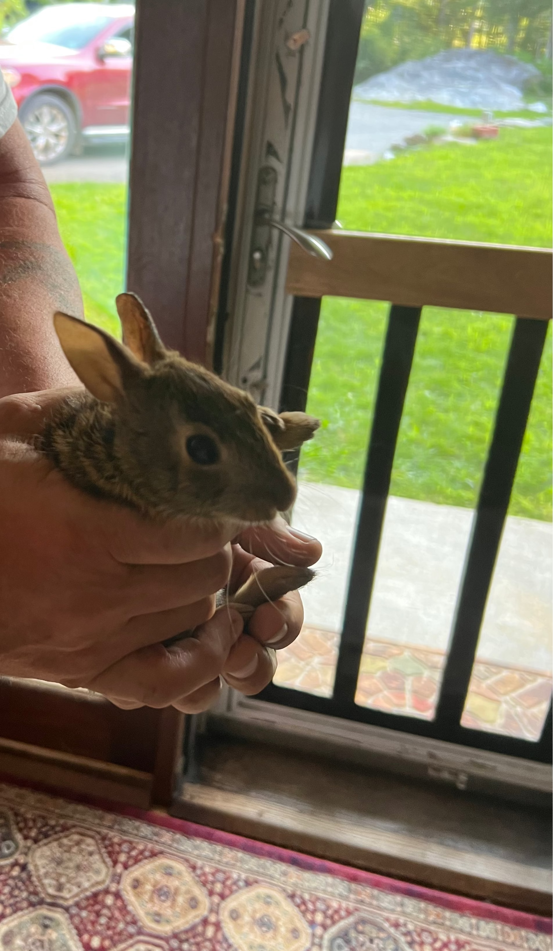 Person holding a small rabbit in front of a door with a view of a car and greenery outside.