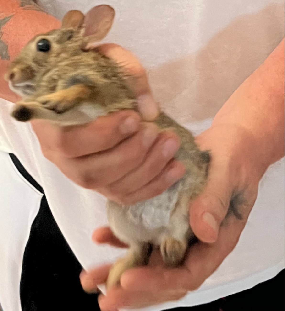 Small rabbit held in a person's hands with a white background