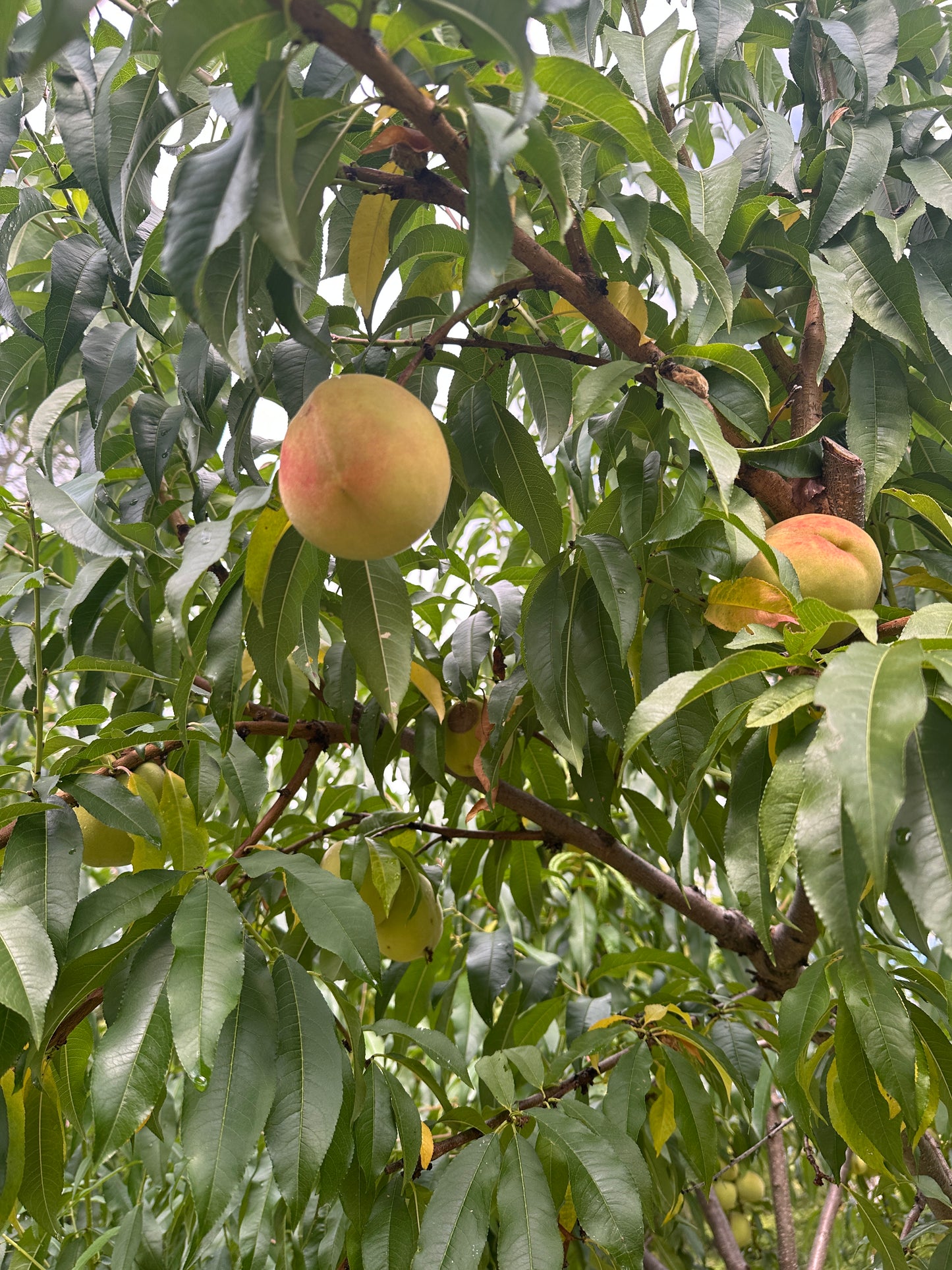 Peaches on a tree with green leaves