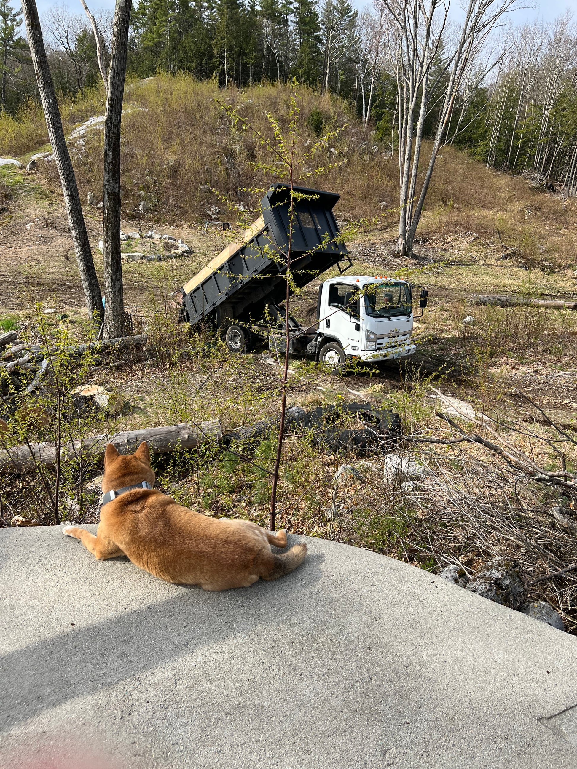 Dog on fire pit watching a dirt delivery for the garden on a road with a forest in the background
