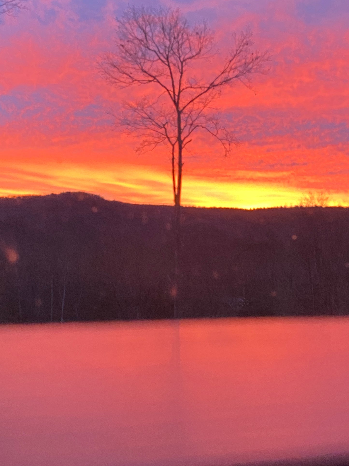 Tree silhouette against a vibrant sunrise sky with orange and pink hues.