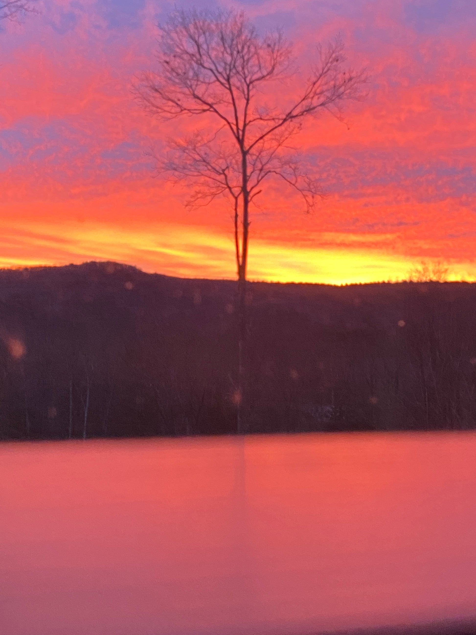 Tree silhouette against a vibrant sunrise sky with orange and pink hues.