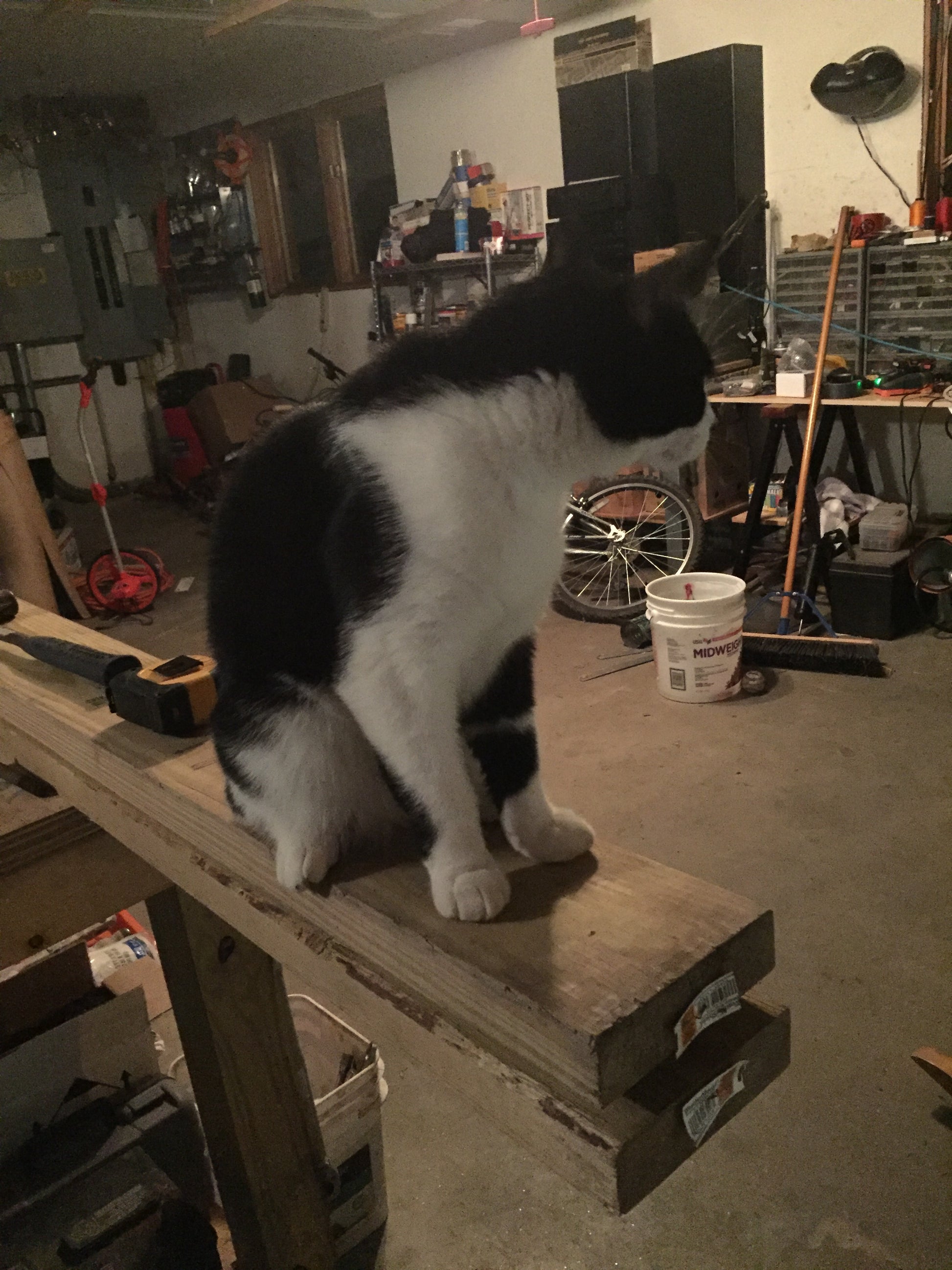 Cat climbing a ladder in a cluttered workshop