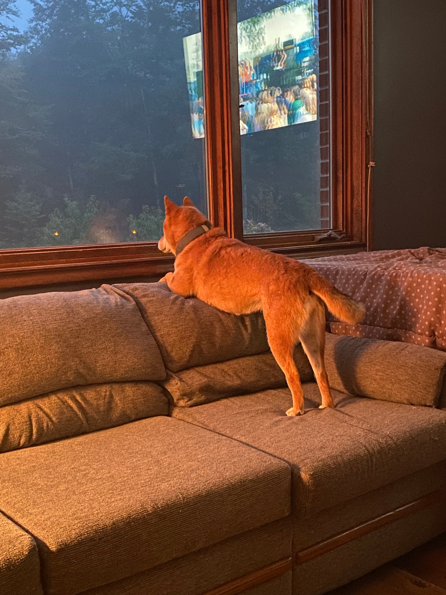 Sheba Inu standing on a brown sofa next to a window with a view of trees.