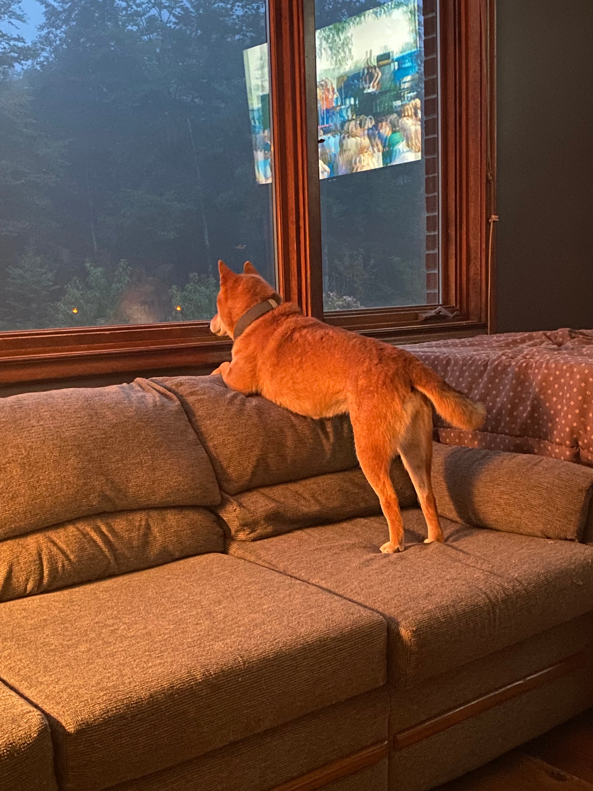 Sheba Inu standing on a brown sofa next to a window with a view of trees.