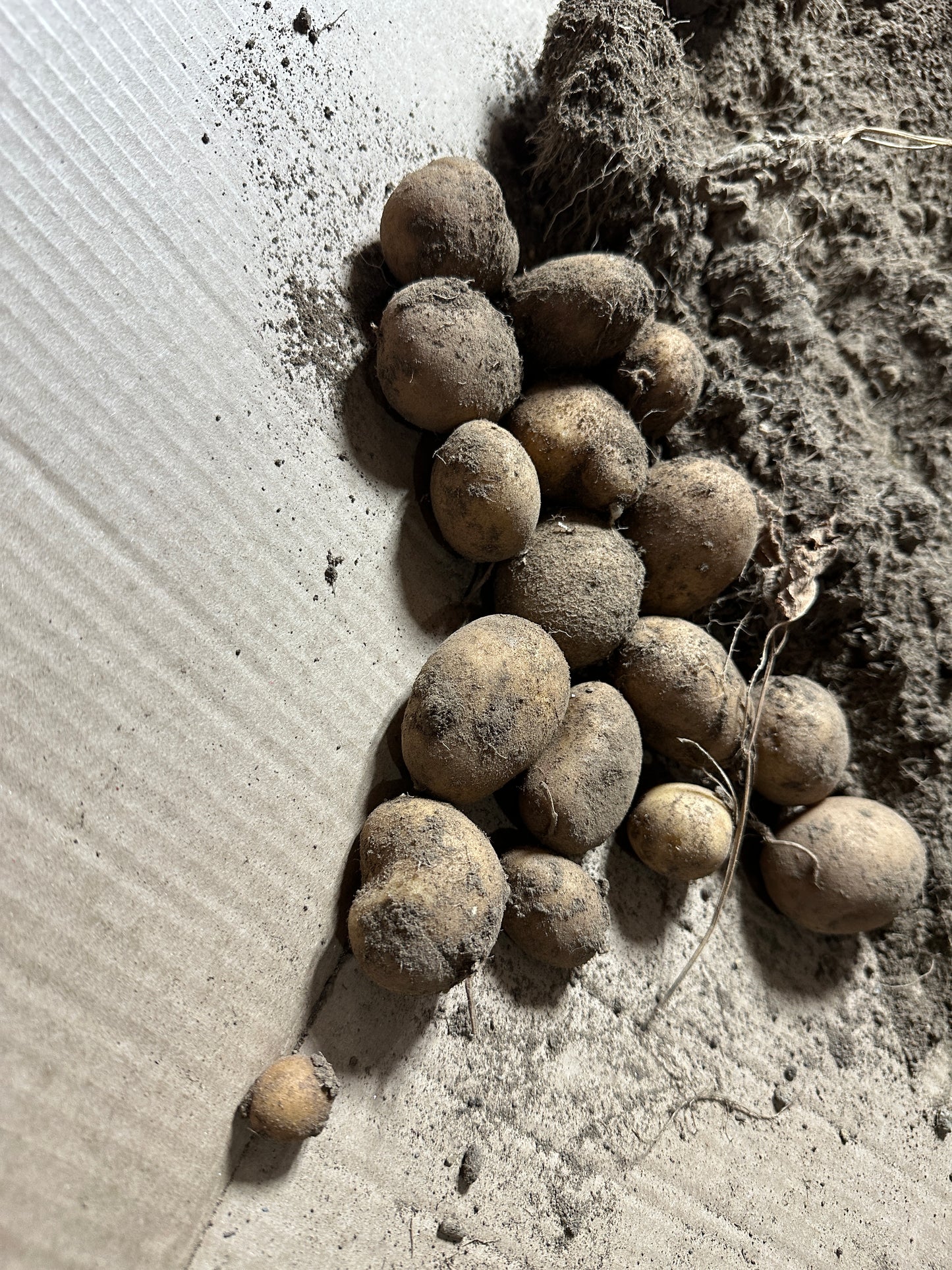 Group of round potatoes on a textured surface