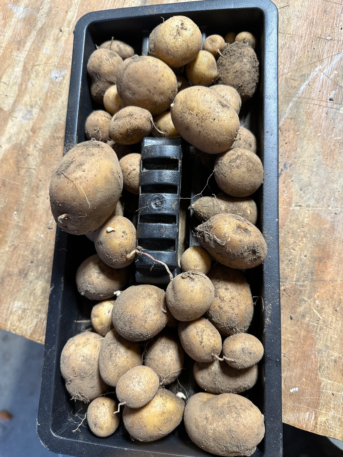 Potatoes in a black plastic container on a wooden surface