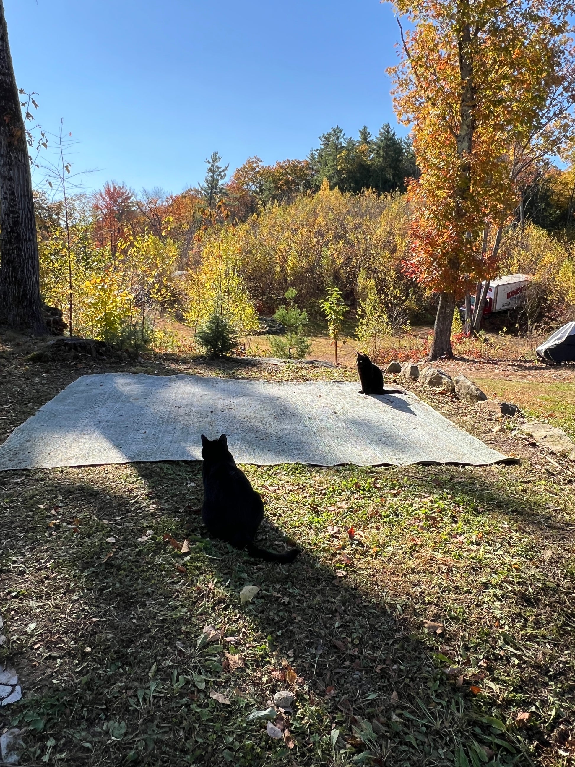 Two black cats on a snow-covered path with trees and clear blue sky in the background