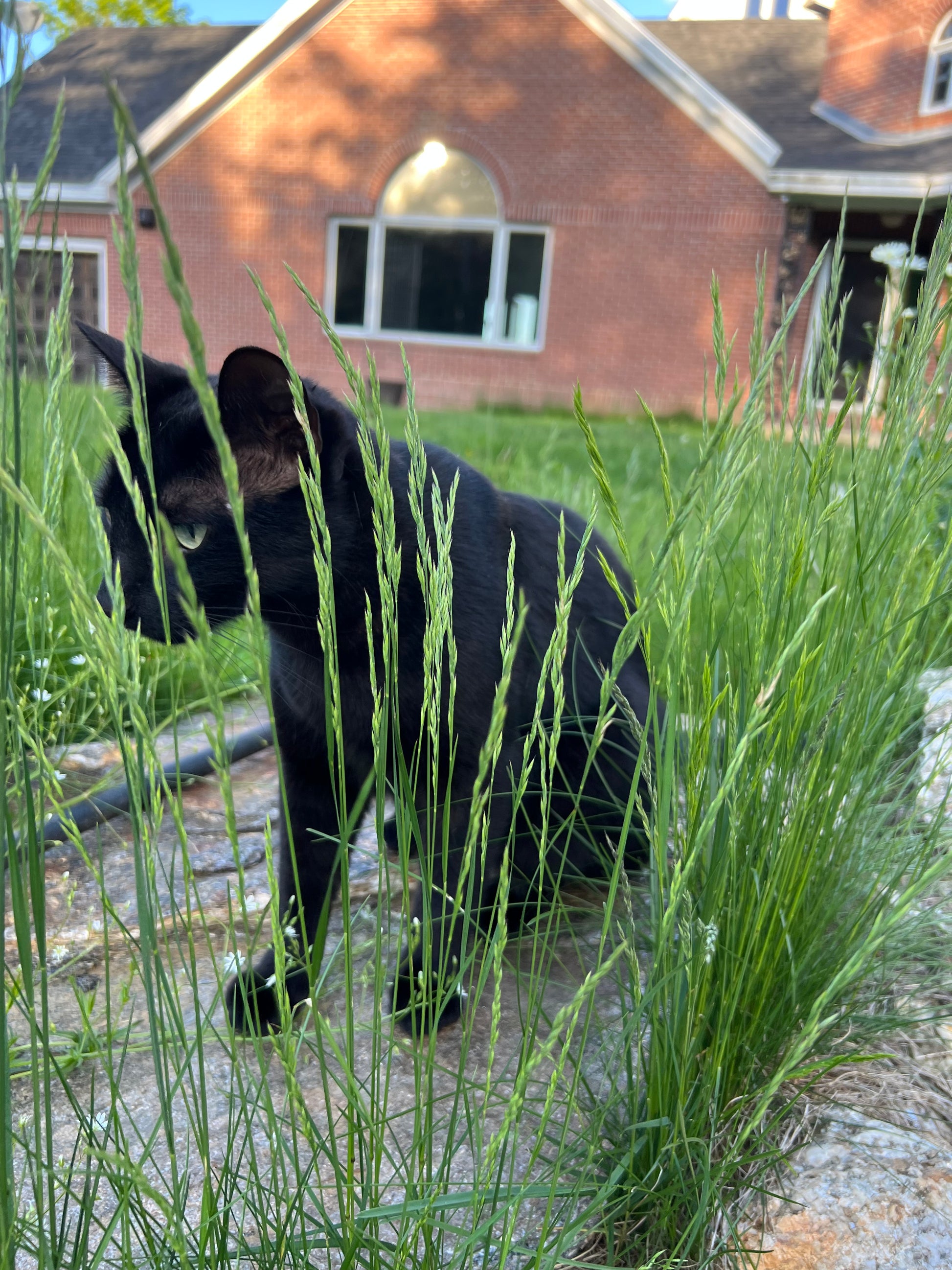 Black cat Stuey  partially obscured by tall grass with Nature View NH Estate building in the background