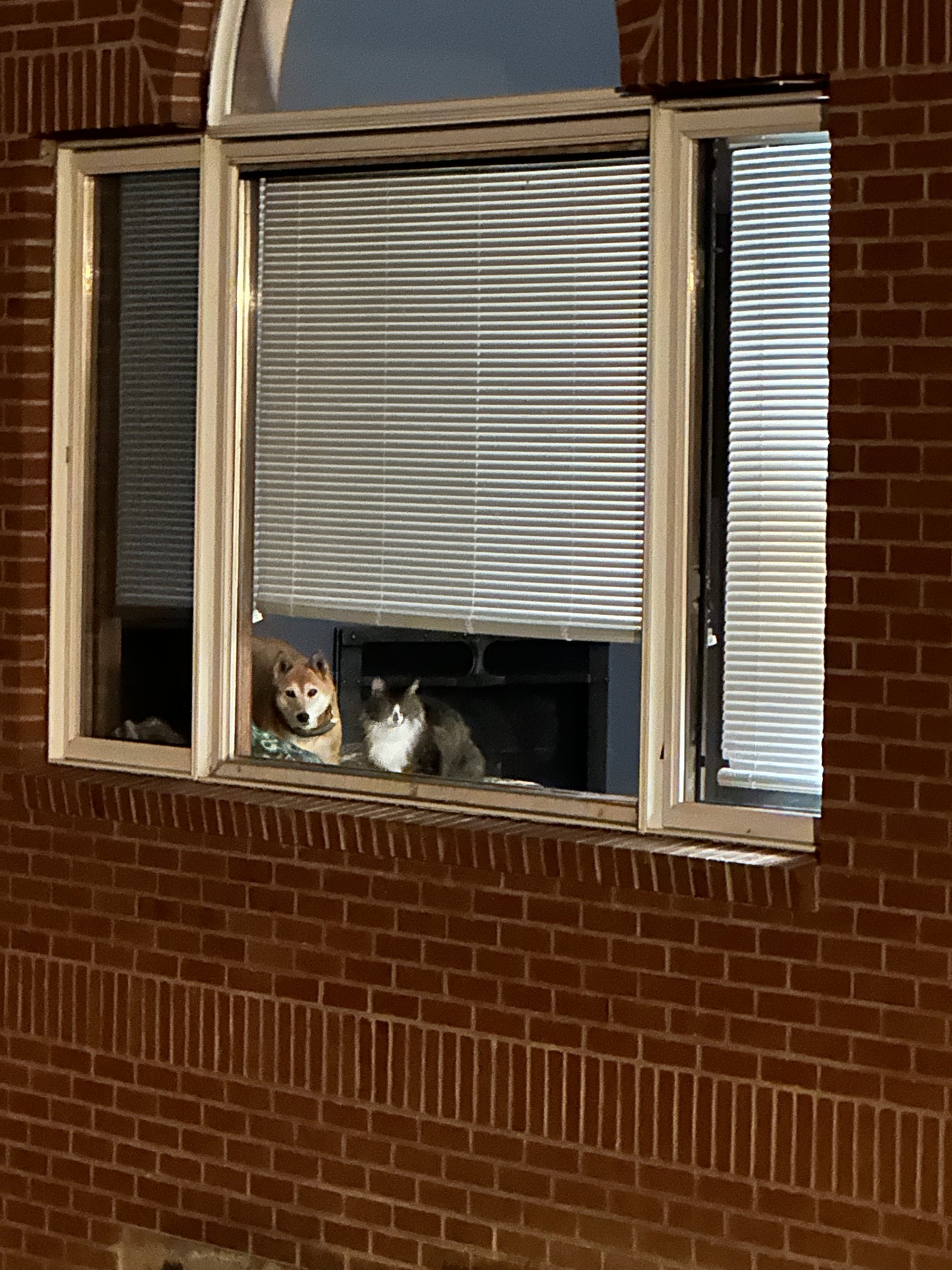 Norwegian Forest cat and a Sheba Inu dog looking out of a window with blinds partially open at the Nature View Estate