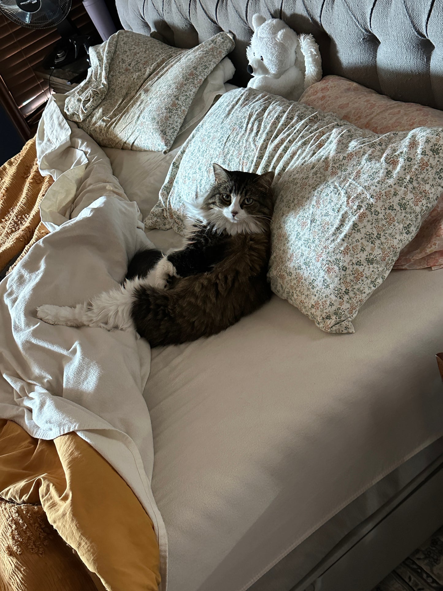 Cat lying on a bed with pillows and blankets