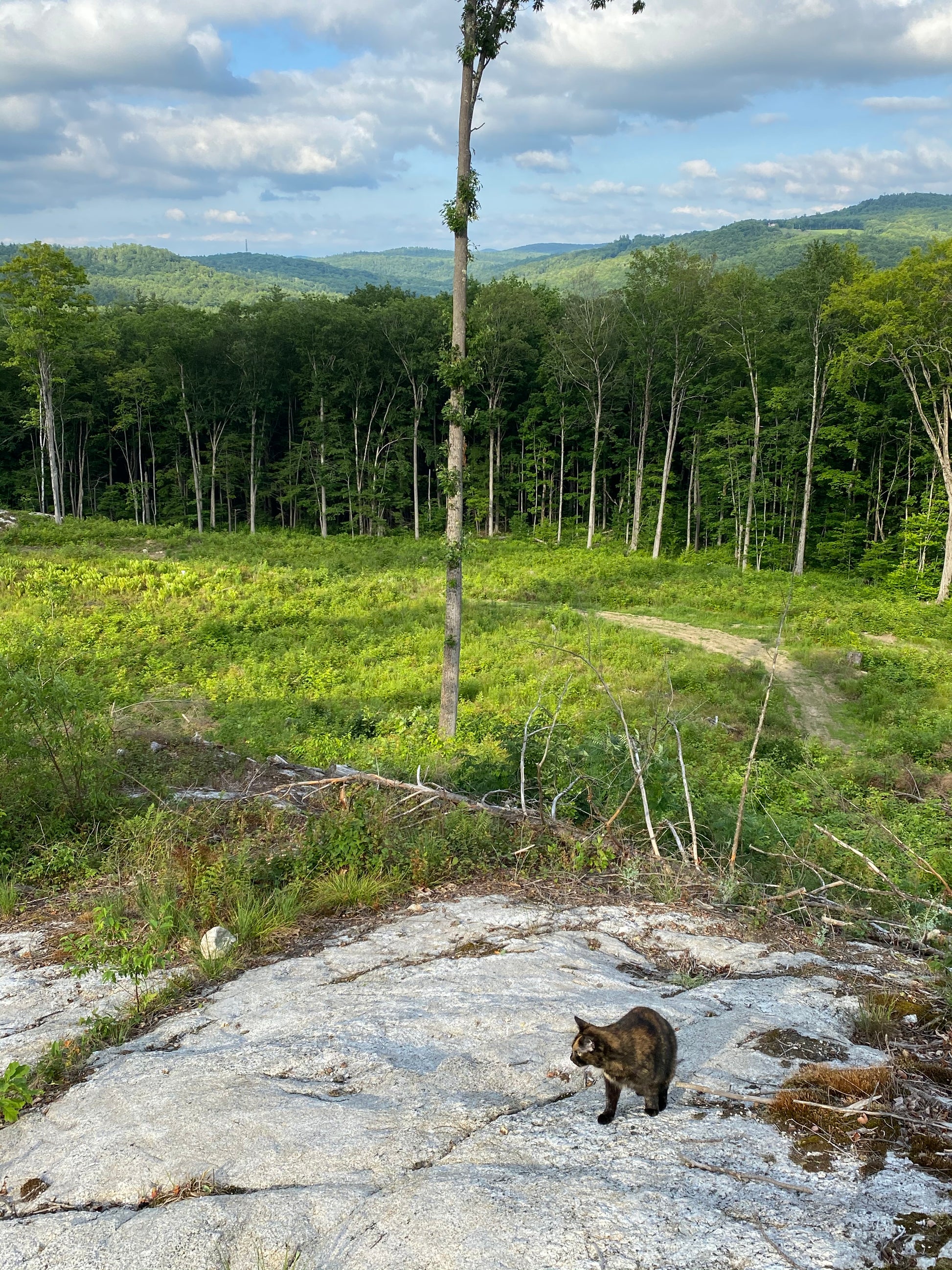 Scenic view of a forest with a clear sky and a bear on a rocky outcrop.