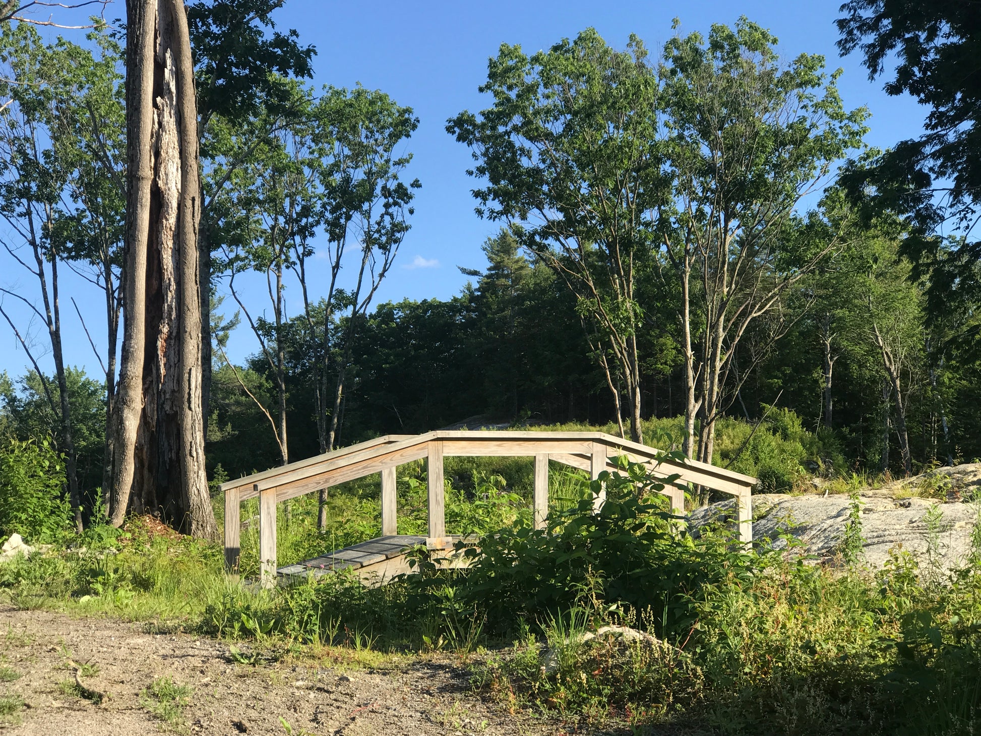 Wooden bridge in a forest setting with trees and clear sky