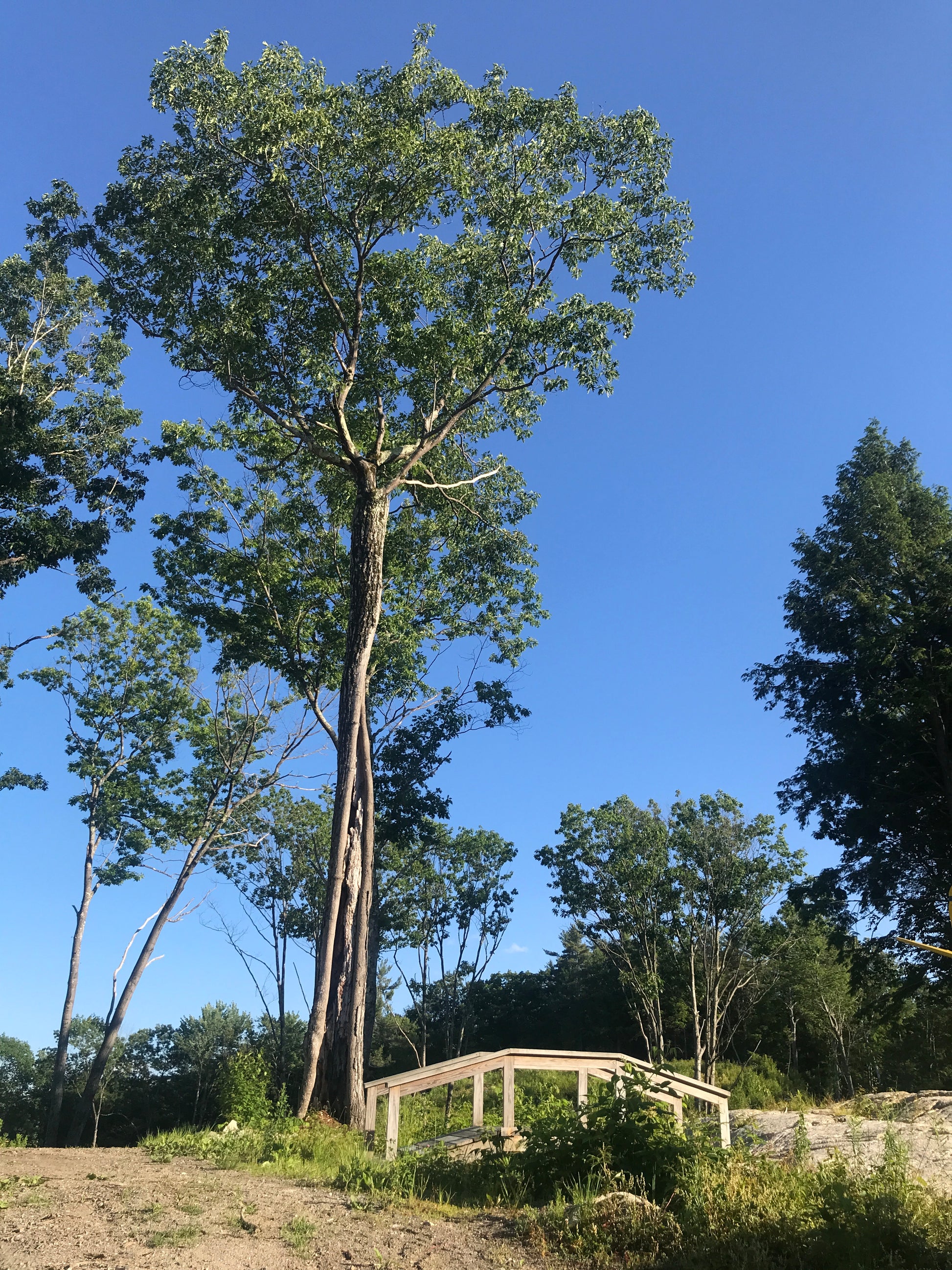 Tall tree with a clear blue sky in the background