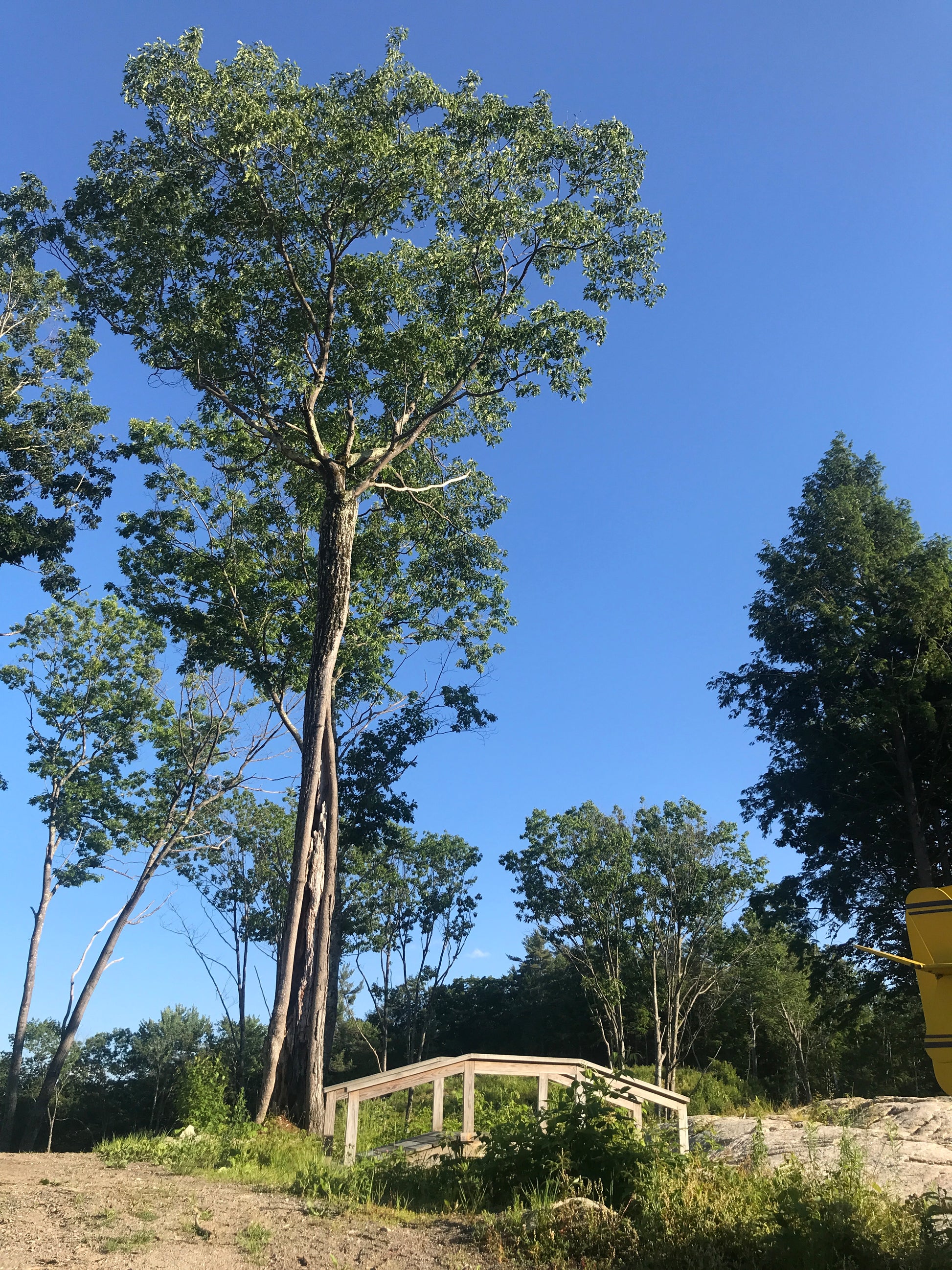 Tall tree with a clear blue sky in the background