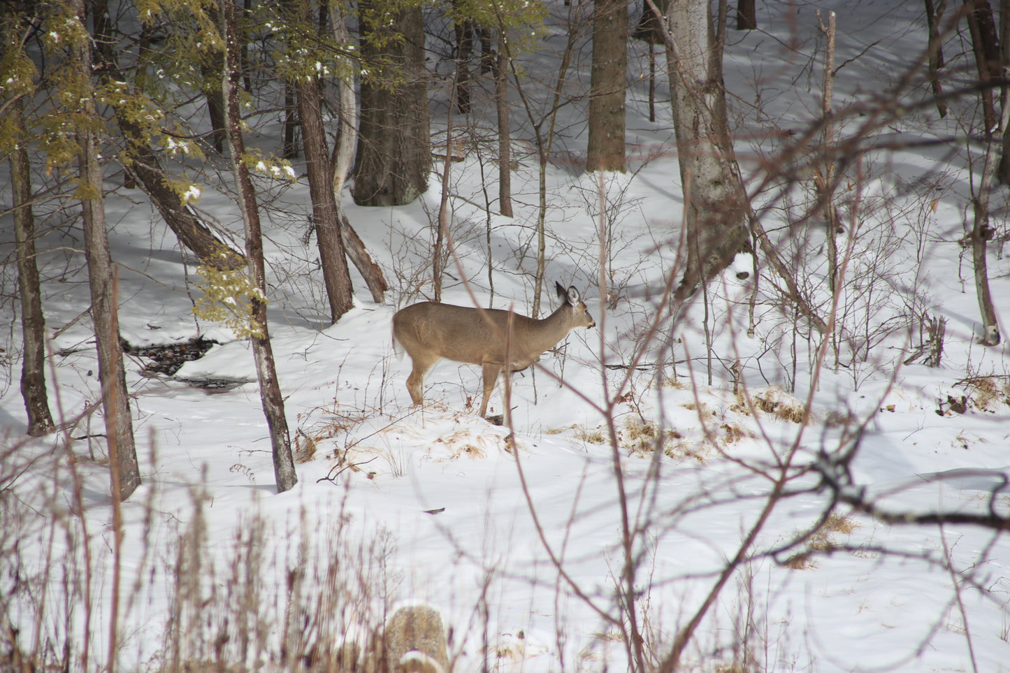 Deer in a snowy forest