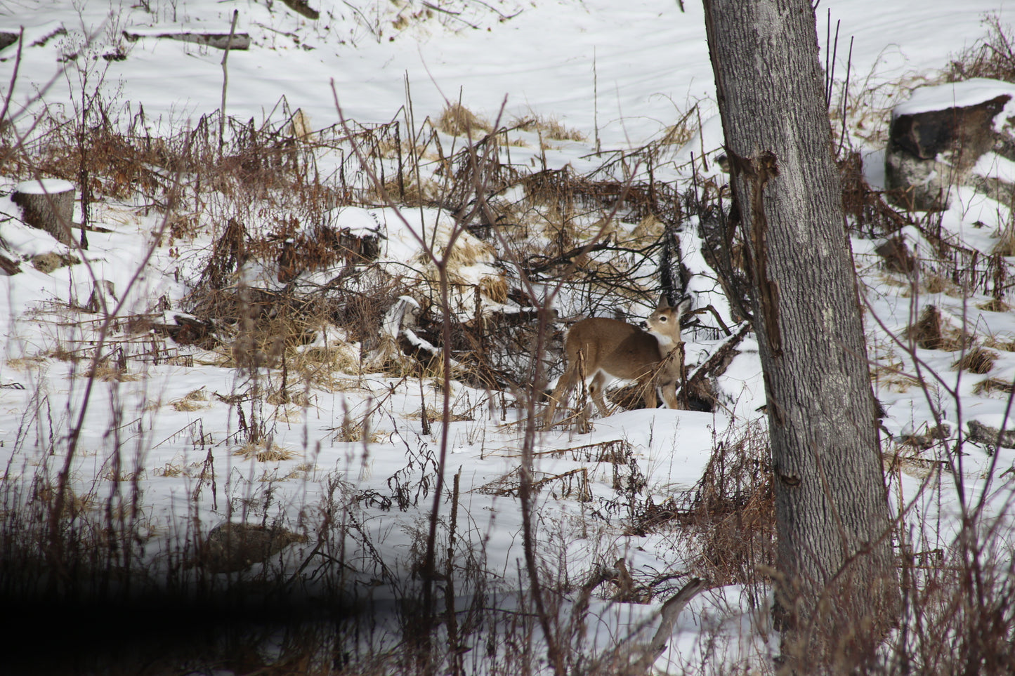 Deer in a snowy forest with trees and snow-covered ground