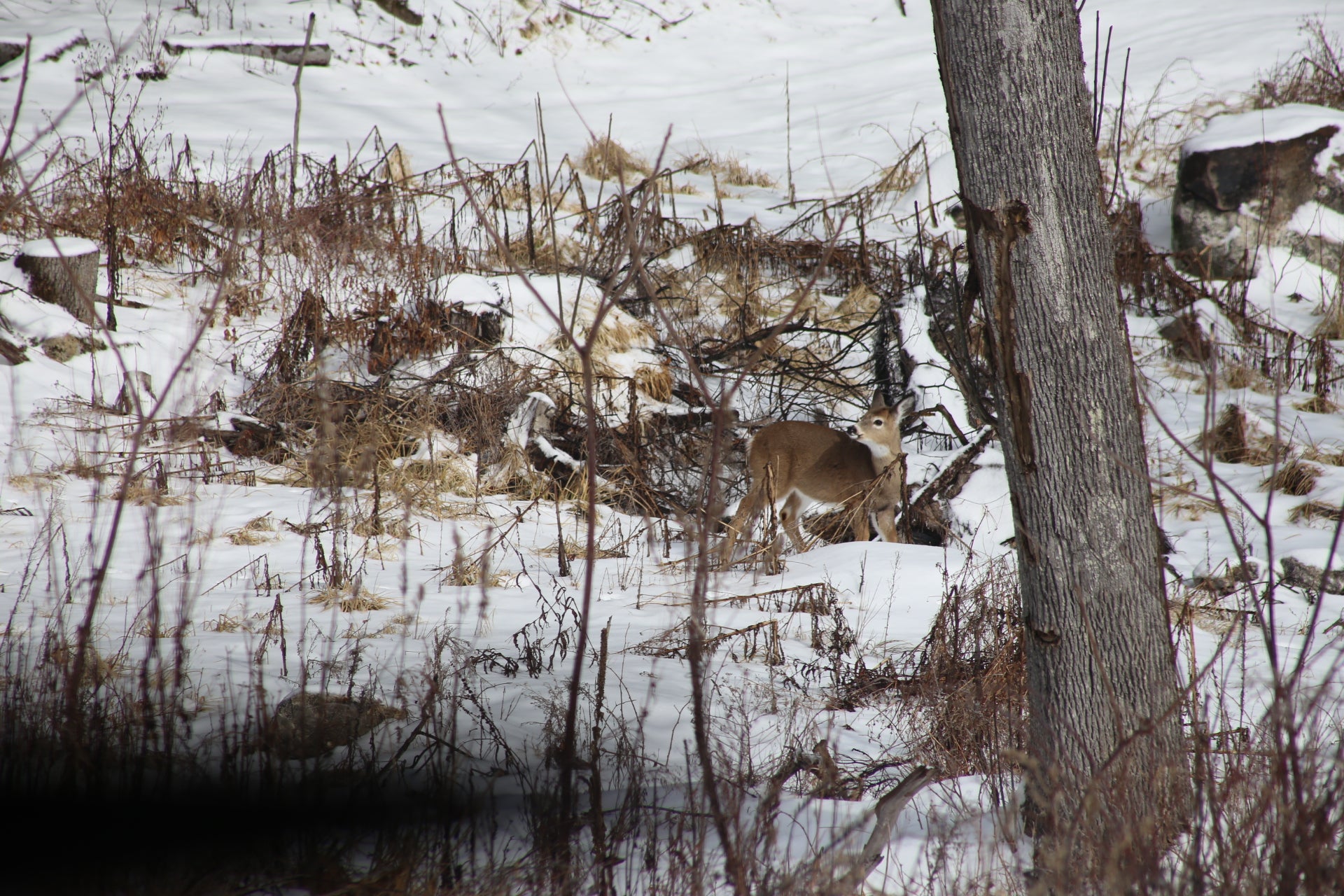 Deer in a snowy forest with trees and snow-covered ground