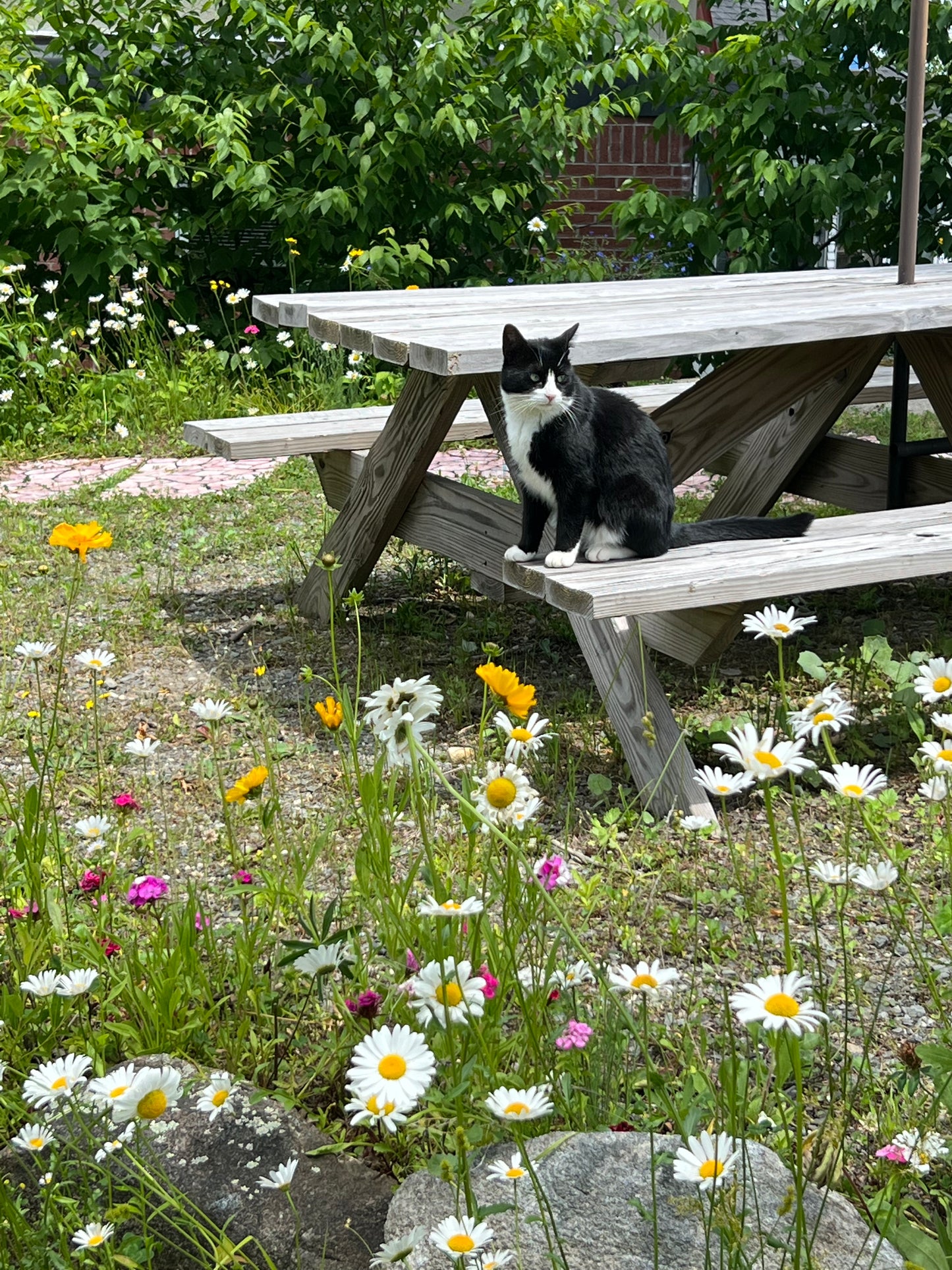 Cat sitting on a wooden picnic table surrounded by flowers in a garden.