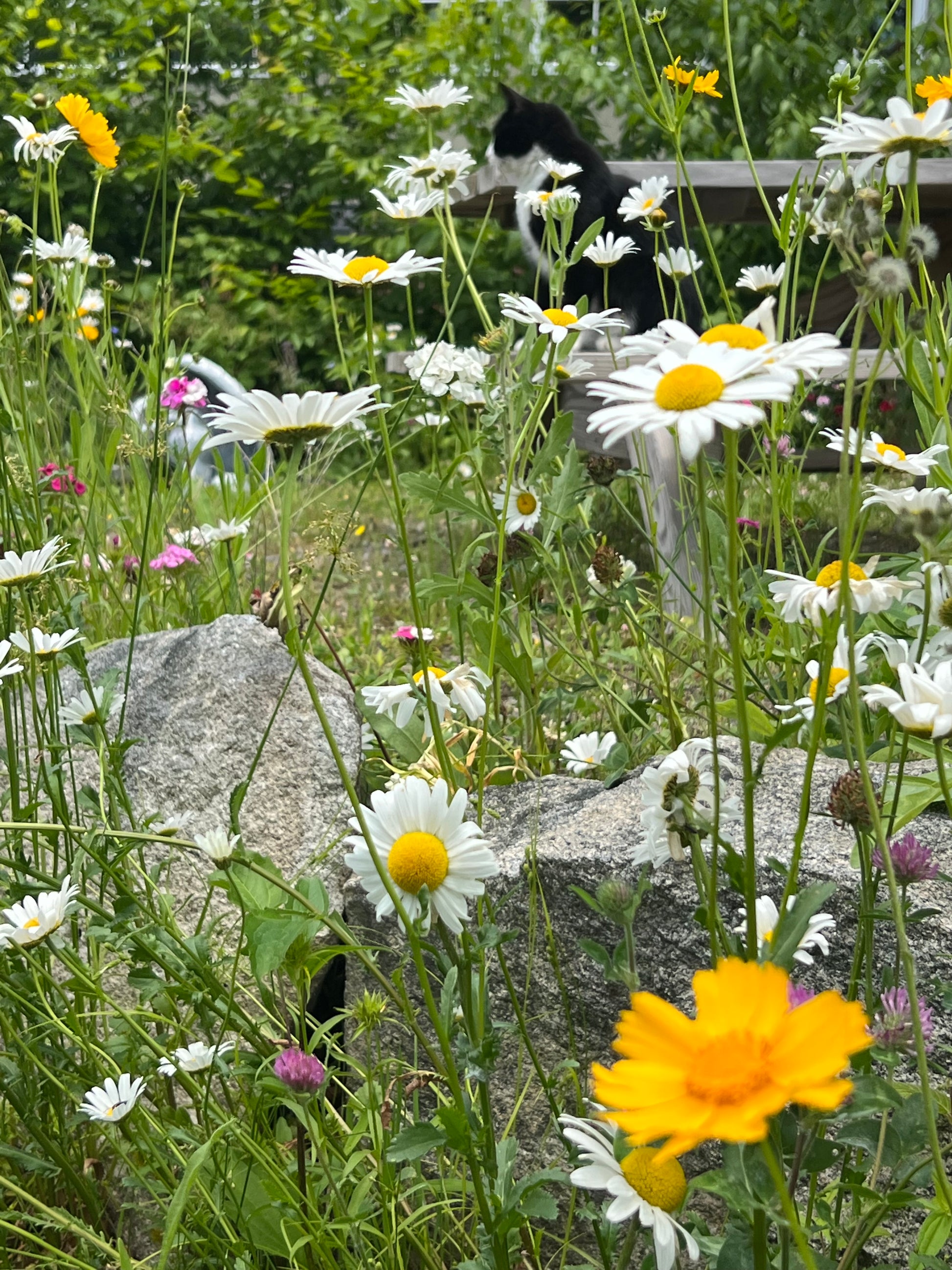 Reflection of a garden scene with flowers and rocks in water