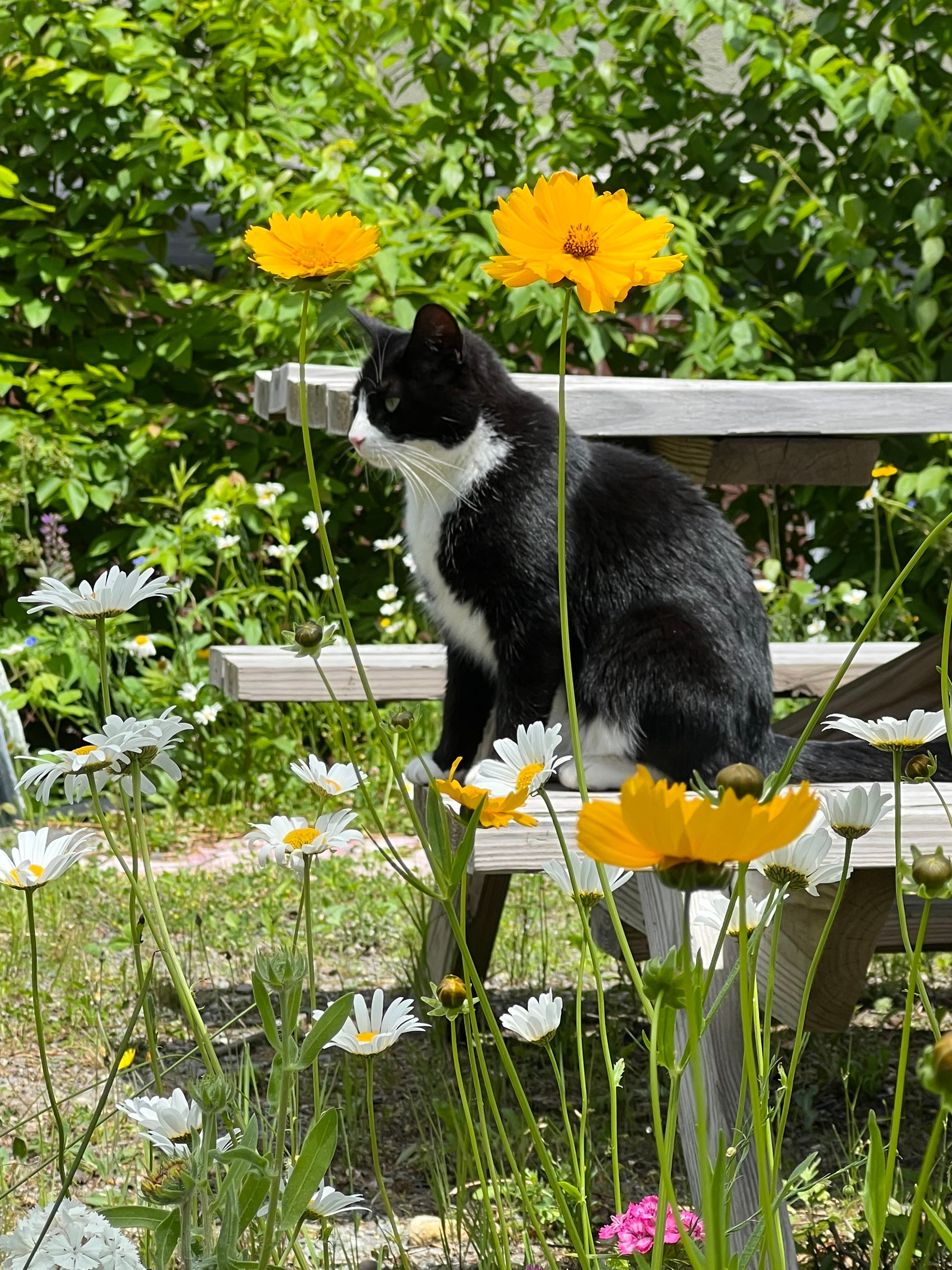 Black and white cat among flowers in a garden setting