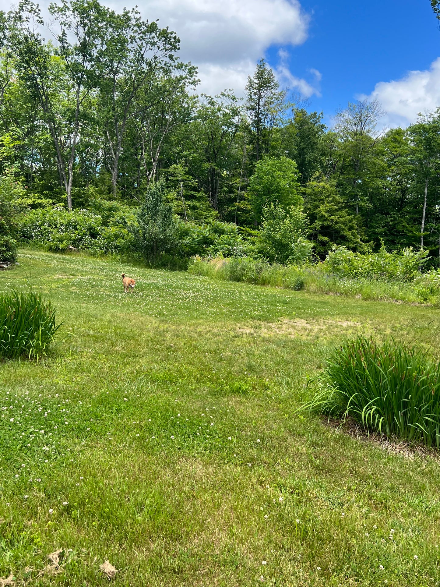 Lawns and Land