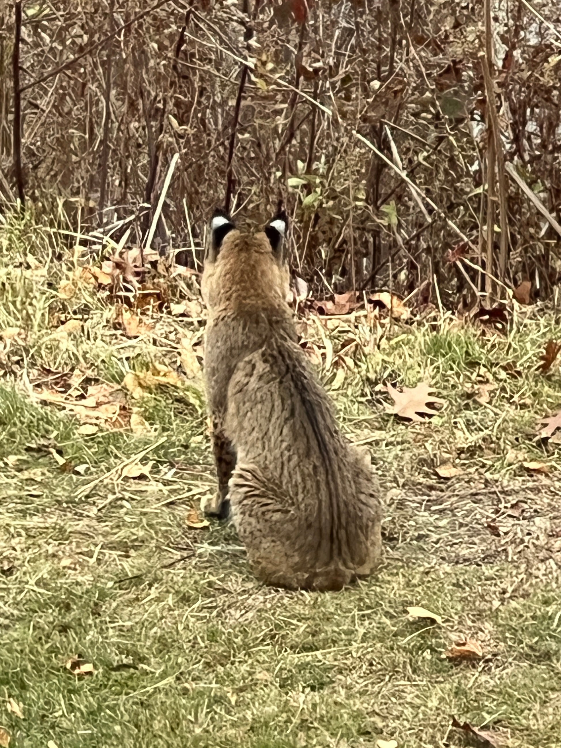 Bobcat sitting on a grassy field with dry leaves