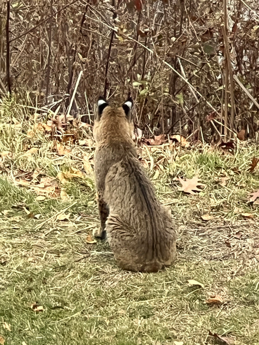 Bobcat sitting on a grassy field with dry leaves