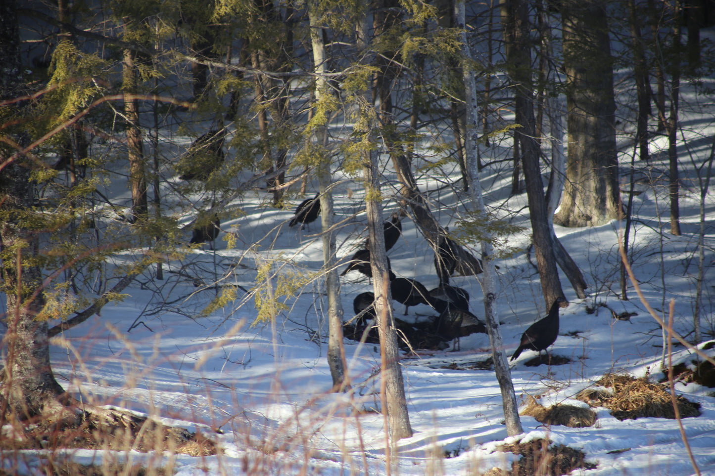 Herd of turkeys in a snowy forest with trees and snow-covered ground