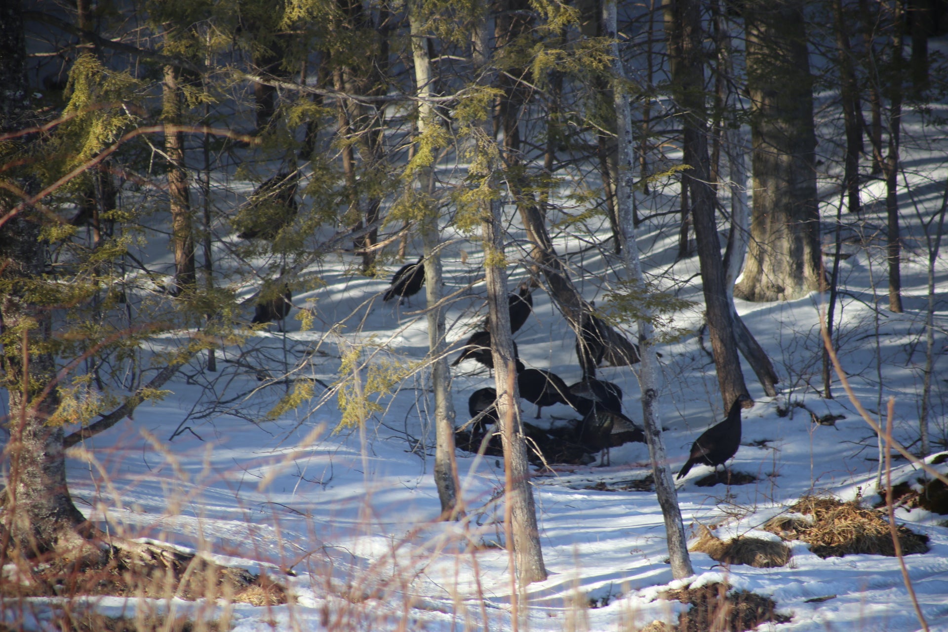 Herd of turkeys in a snowy forest with trees and snow-covered ground
