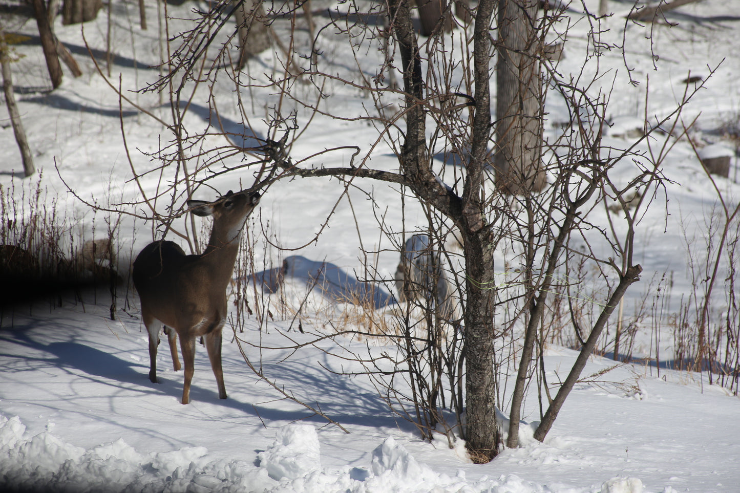Deer standing in a snowy landscape eating a  bare trees.