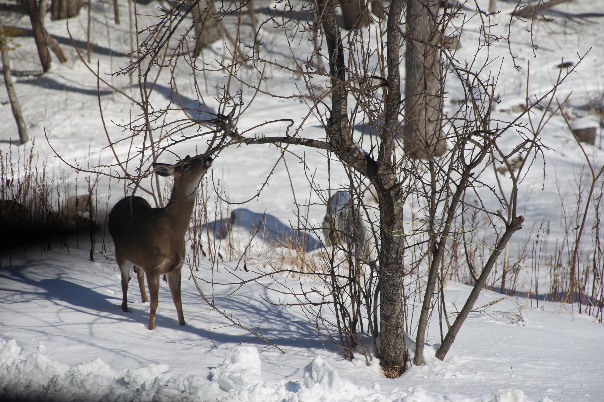 Deer standing in a snowy landscape eating a  bare trees.