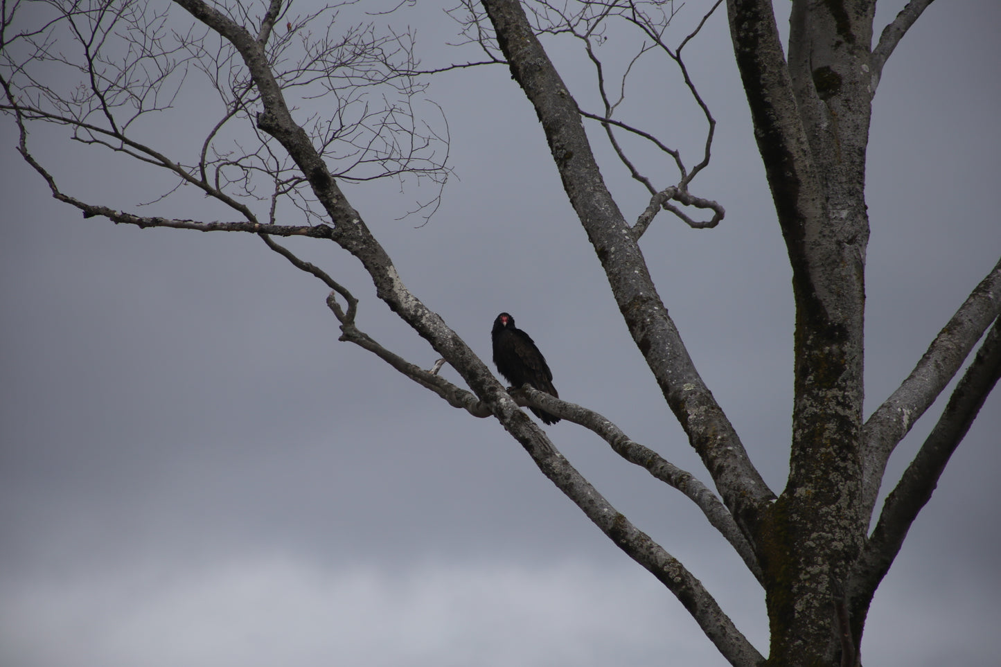 Black bird perched on a bare tree branch against a gray sky