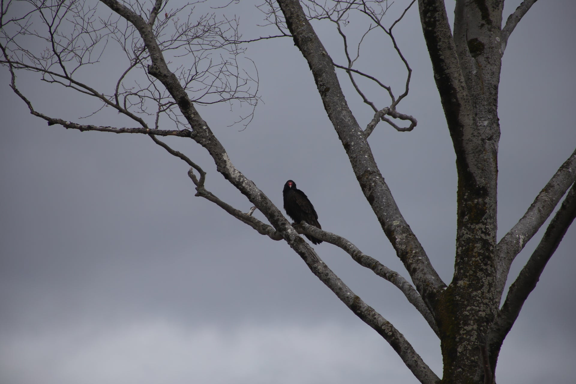 Black bird perched on a bare tree branch against a gray sky