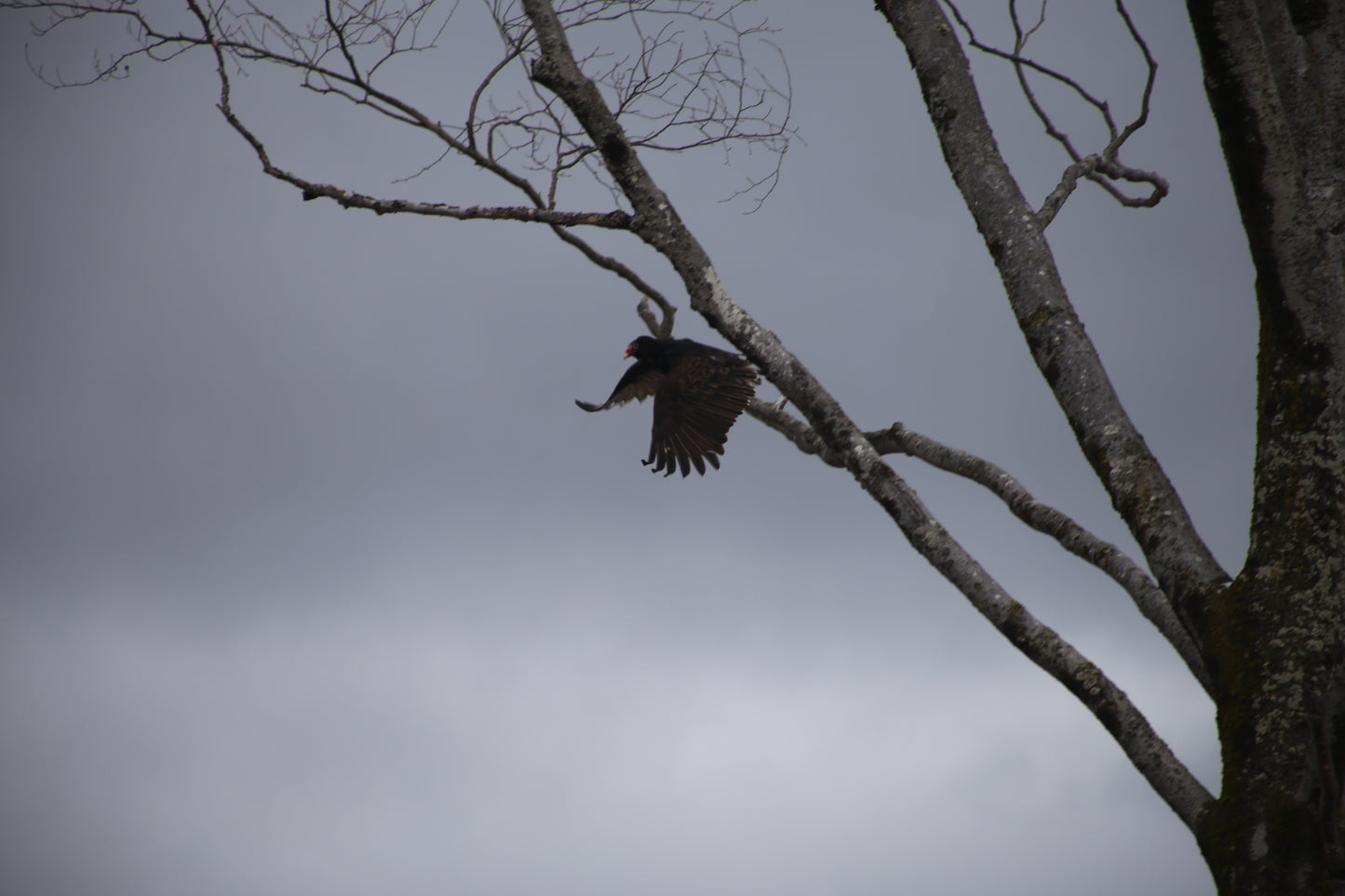Bird  jumping off its perch on a tree branch against a gray sky