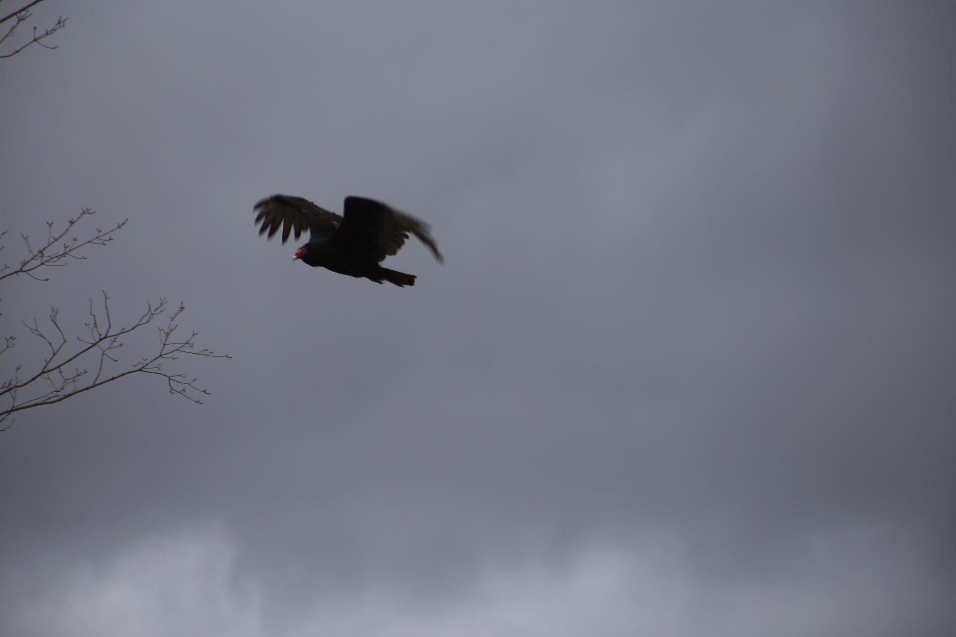 Silhouette of an  hawk flying against a cloudy sky