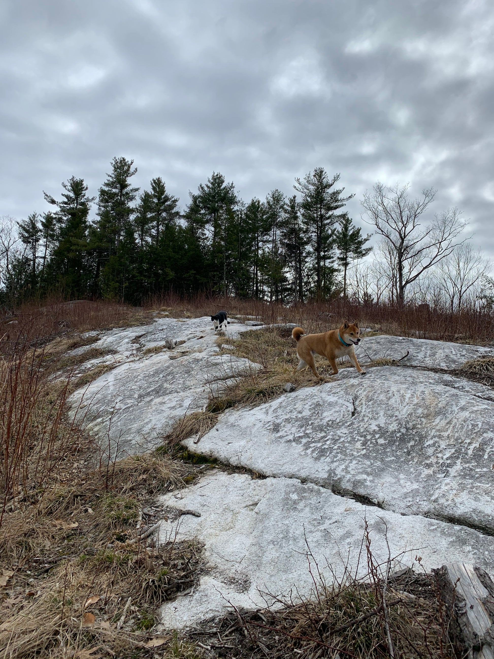 Sheba Inu dog  and black and white cat standing on a rocky outcrop with trees and snow in the background