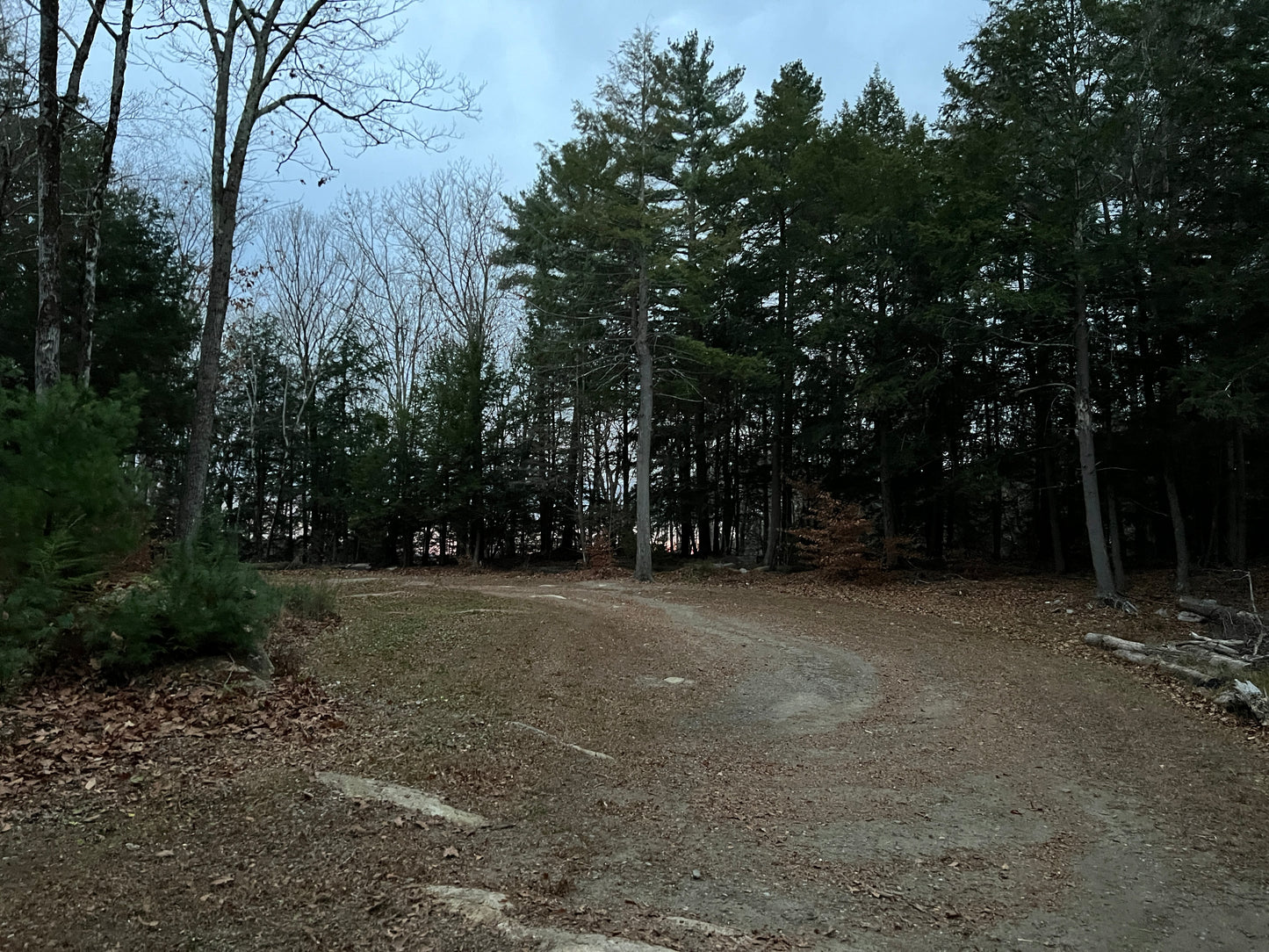 Winding driveway through a forest with trees on both sides.